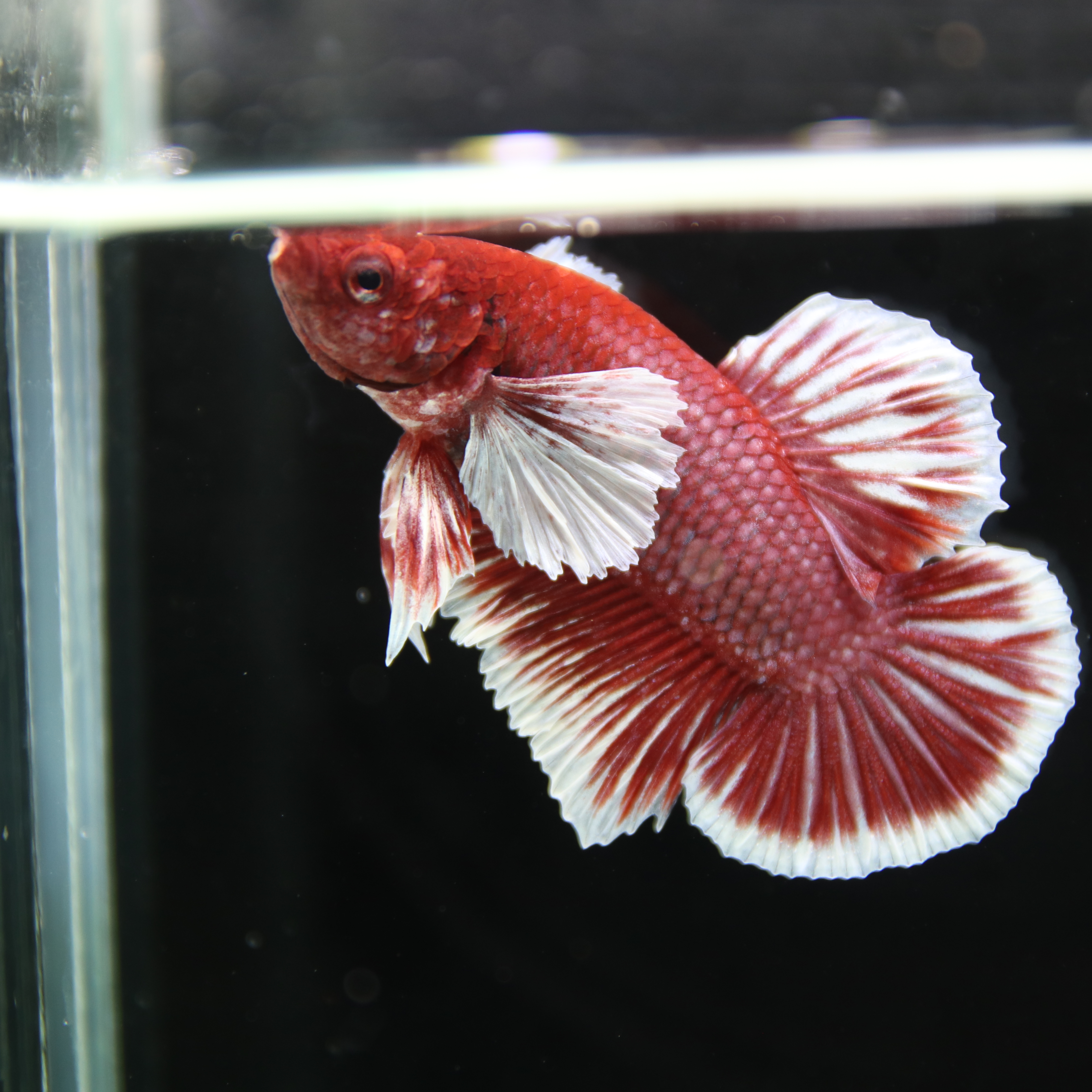 Betta Spendens Fancy Lavender Dombo Big Ear Male HM-BL-28042026-017 media 7