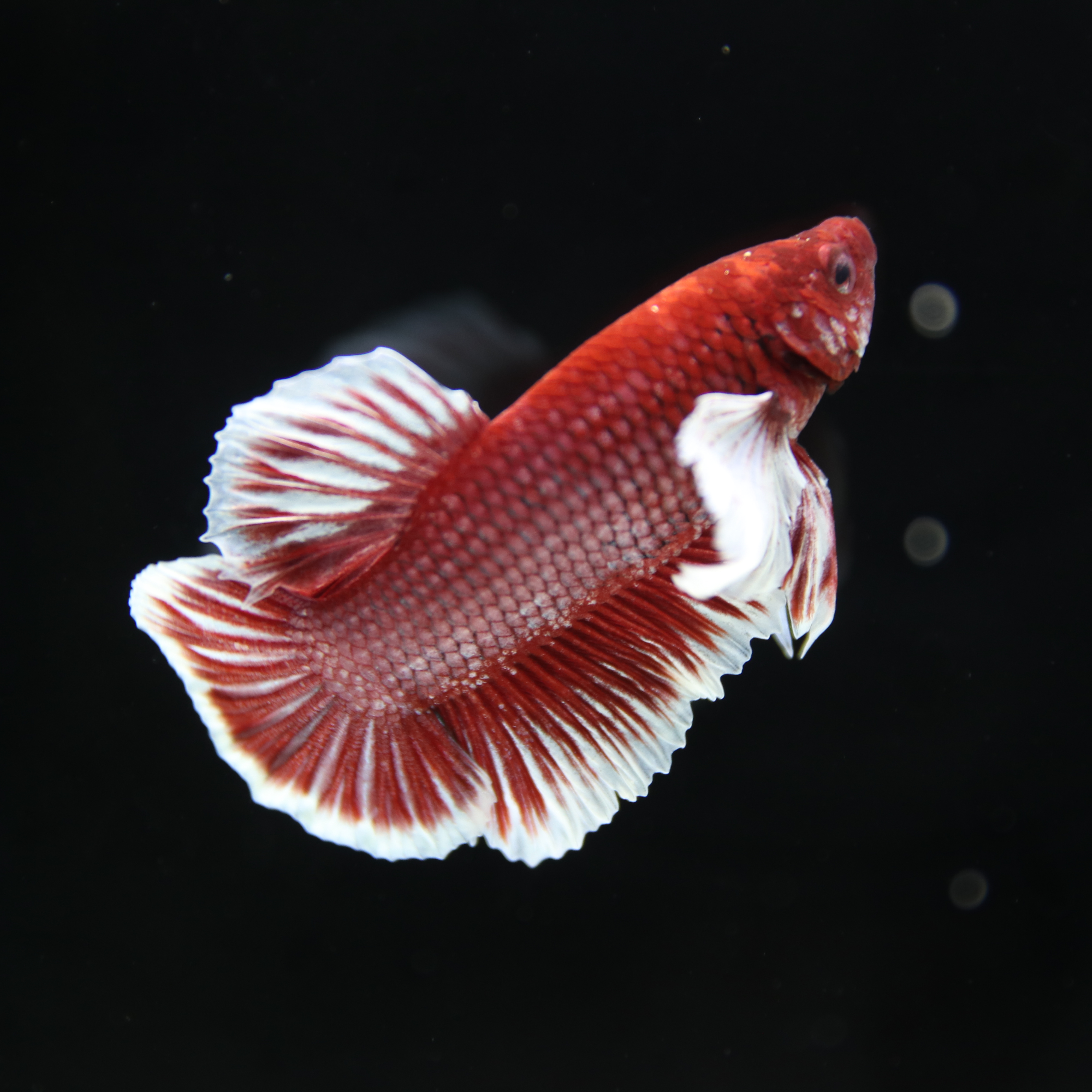 Betta Spendens Fancy Lavender Dombo Big Ear Male HM-BL-28042026-017 media 6