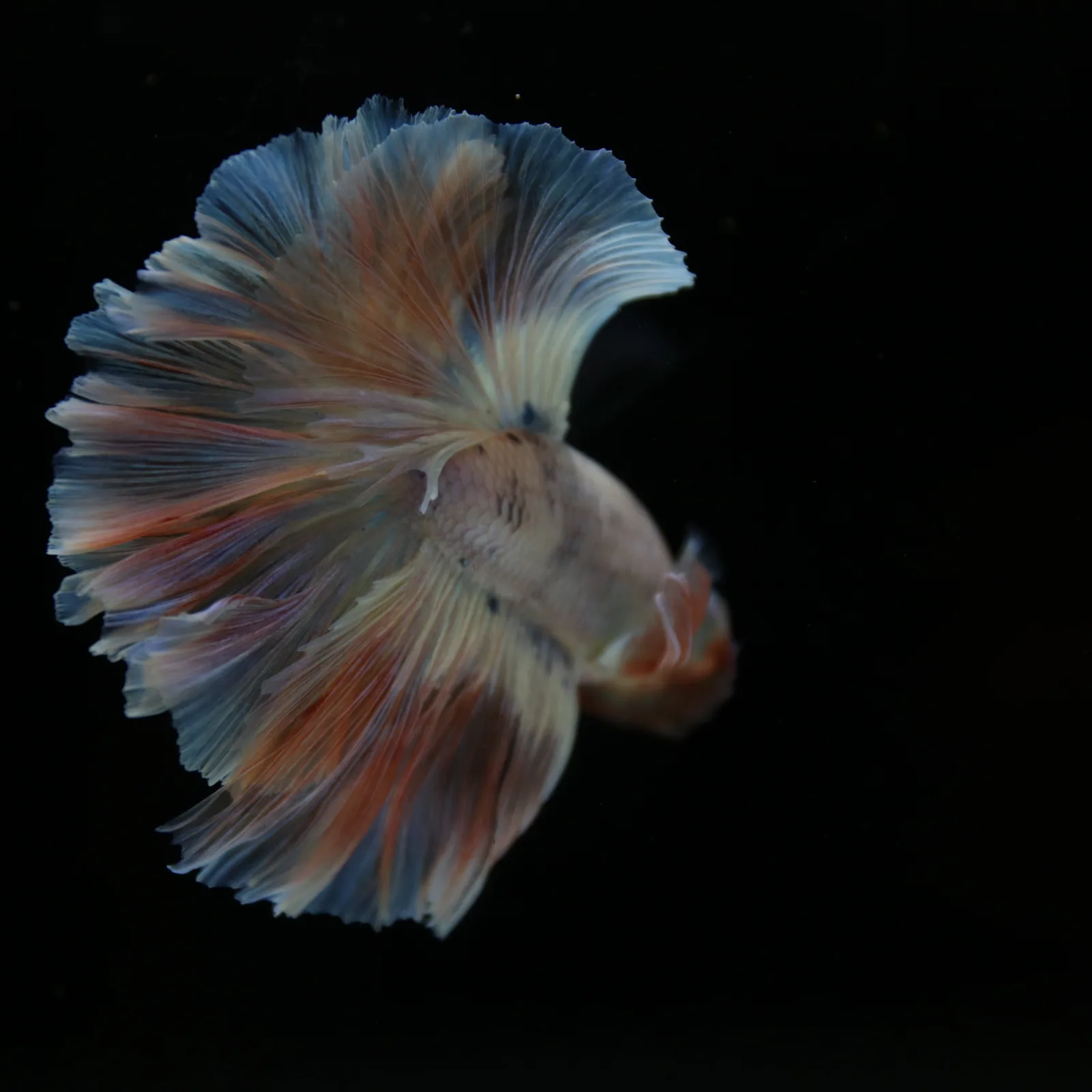 Betta Spendens Fancy Half Moon Light  Male HM-BL-04052026-001 media 2