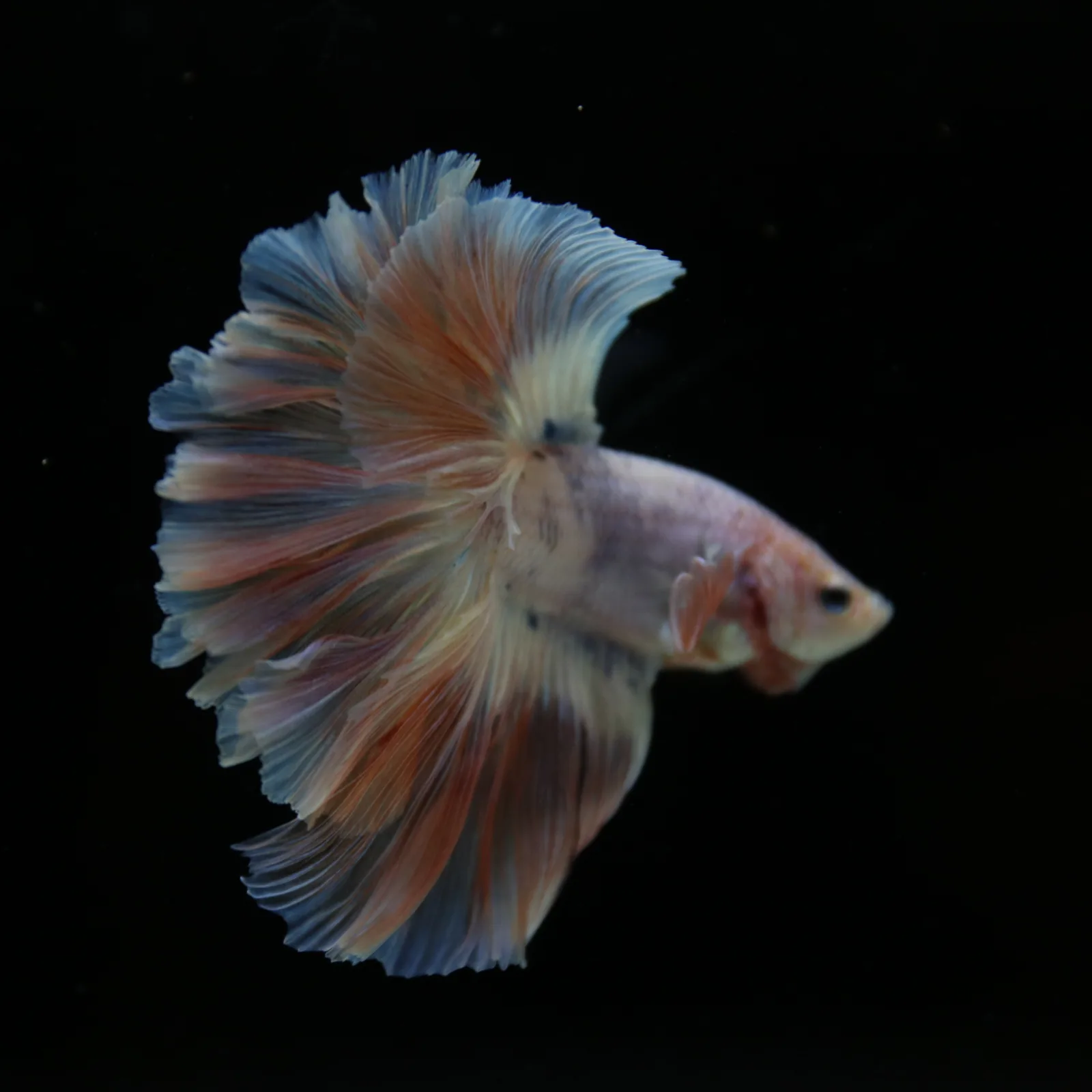 Betta Spendens Fancy Half Moon Light  Male HM-BL-04052026-001 media 3