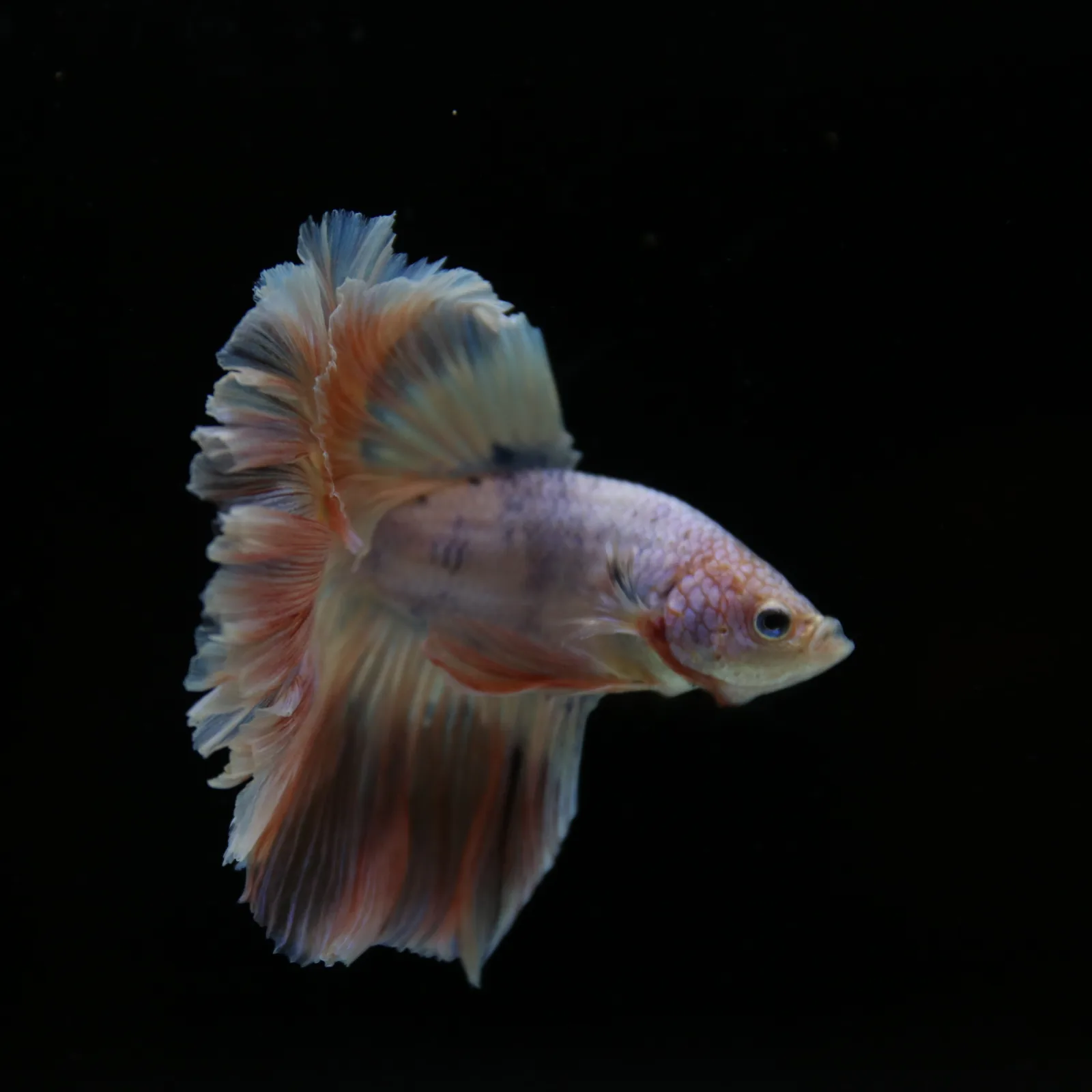 Betta Spendens Fancy Half Moon Light  Male HM-BL-04052026-001 media 4