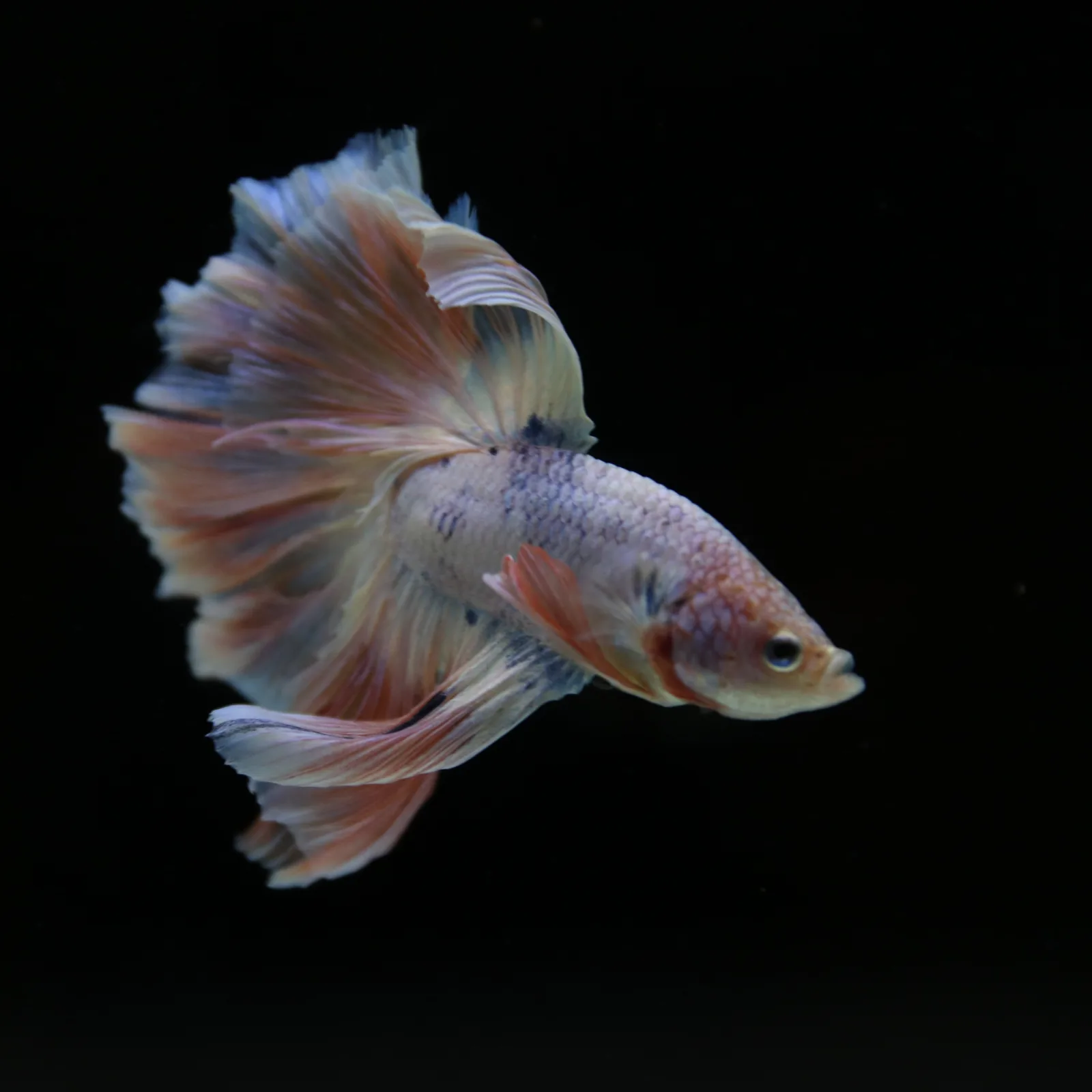 Betta Spendens Fancy Half Moon Light  Male HM-BL-04052026-001 media 5