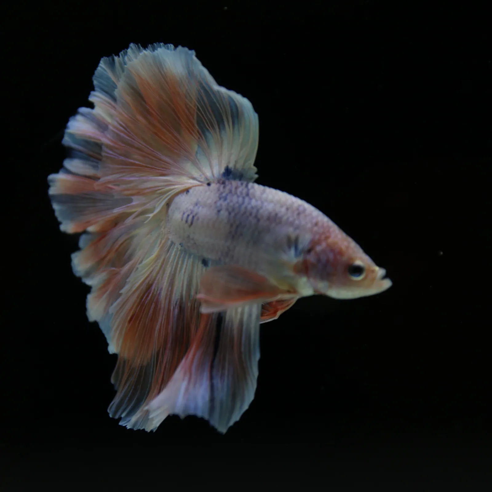 Betta Spendens Fancy Half Moon Light  Male HM-BL-04052026-001 media 6