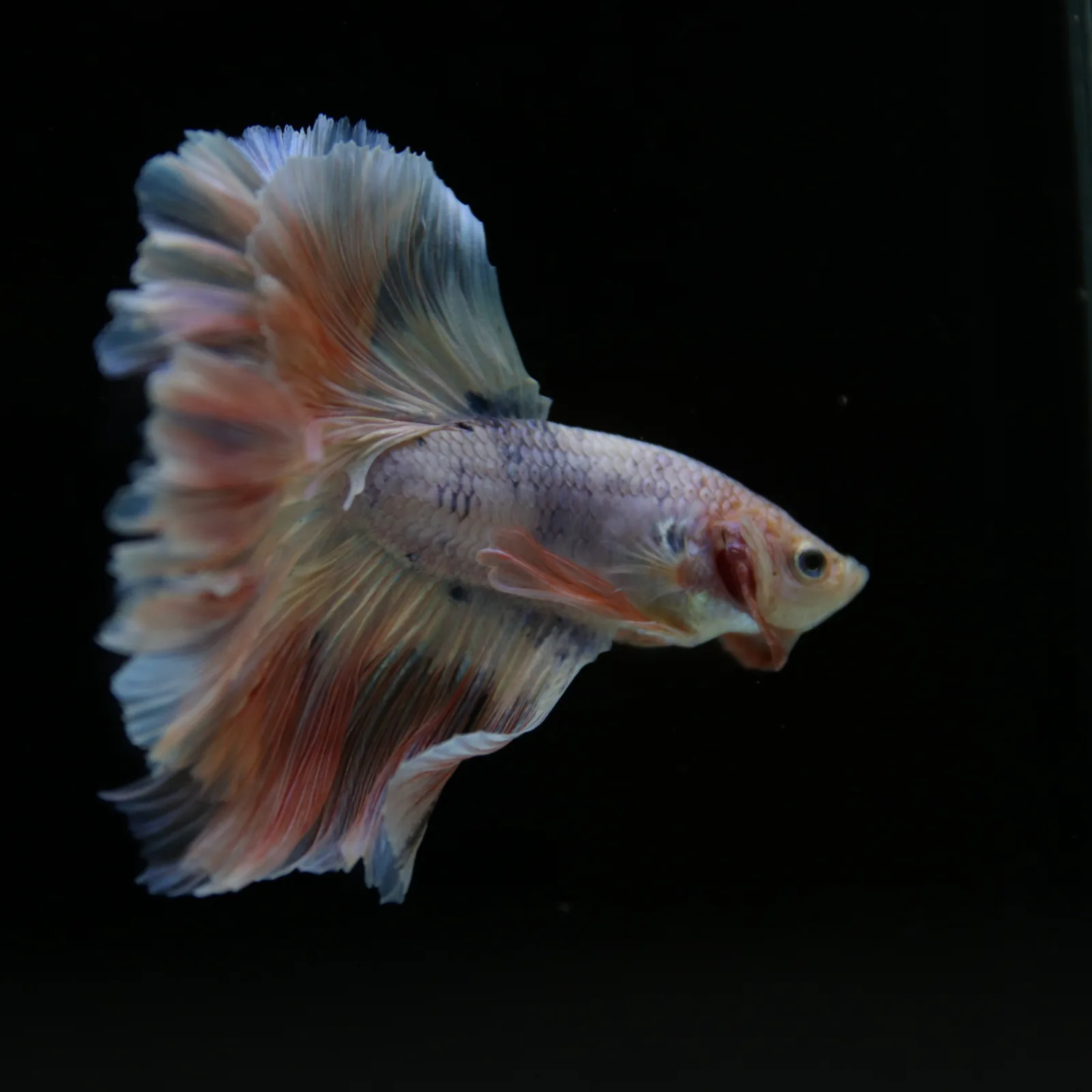 Betta Spendens Fancy Half Moon Light  Male HM-BL-04052026-001 media 7