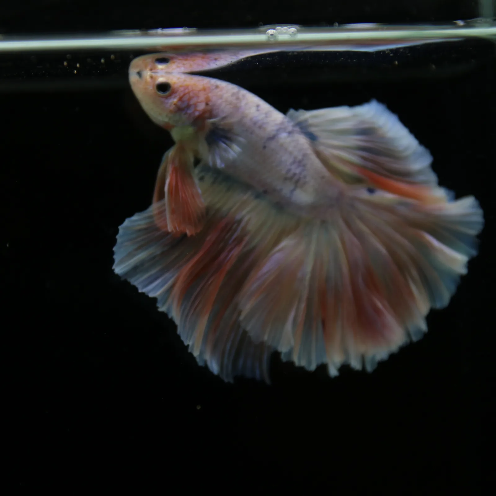 Betta Spendens Fancy Half Moon Light  Male HM-BL-04052026-001 media 8