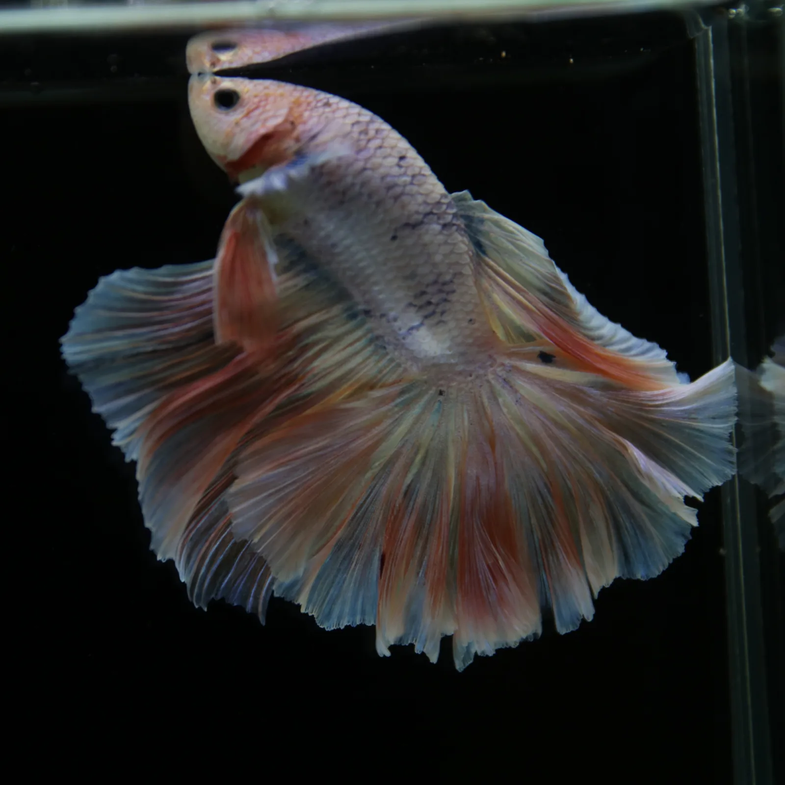 Betta Spendens Fancy Half Moon Light  Male HM-BL-04052026-001 media 9