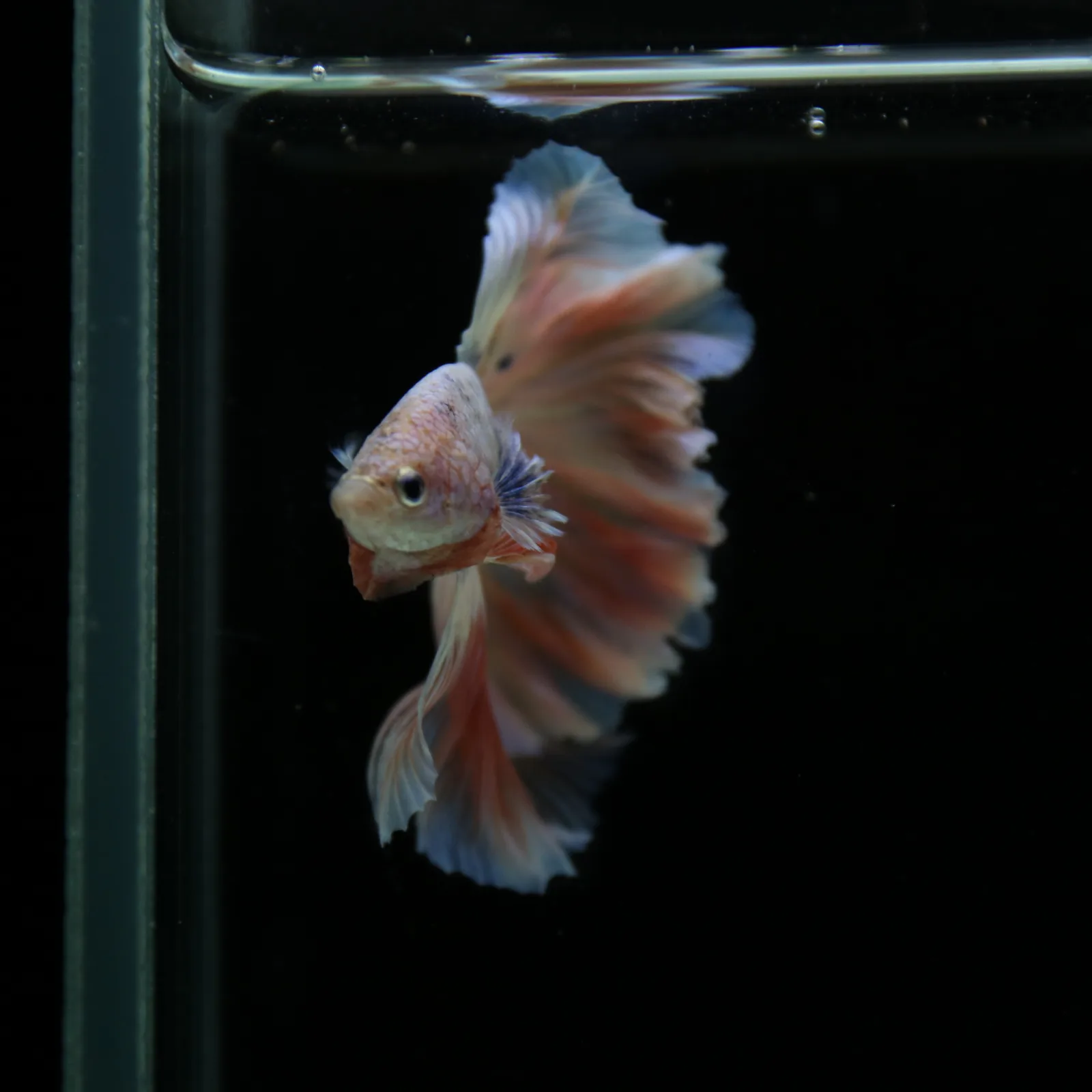 Betta Spendens Fancy Half Moon Light  Male HM-BL-04052026-001 media 10