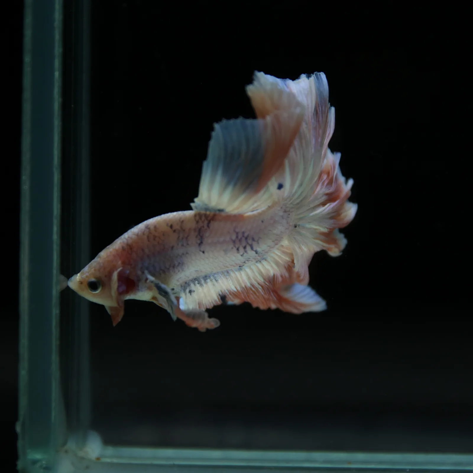 Betta Spendens Fancy Half Moon Light  Male HM-BL-04052026-001 media 11