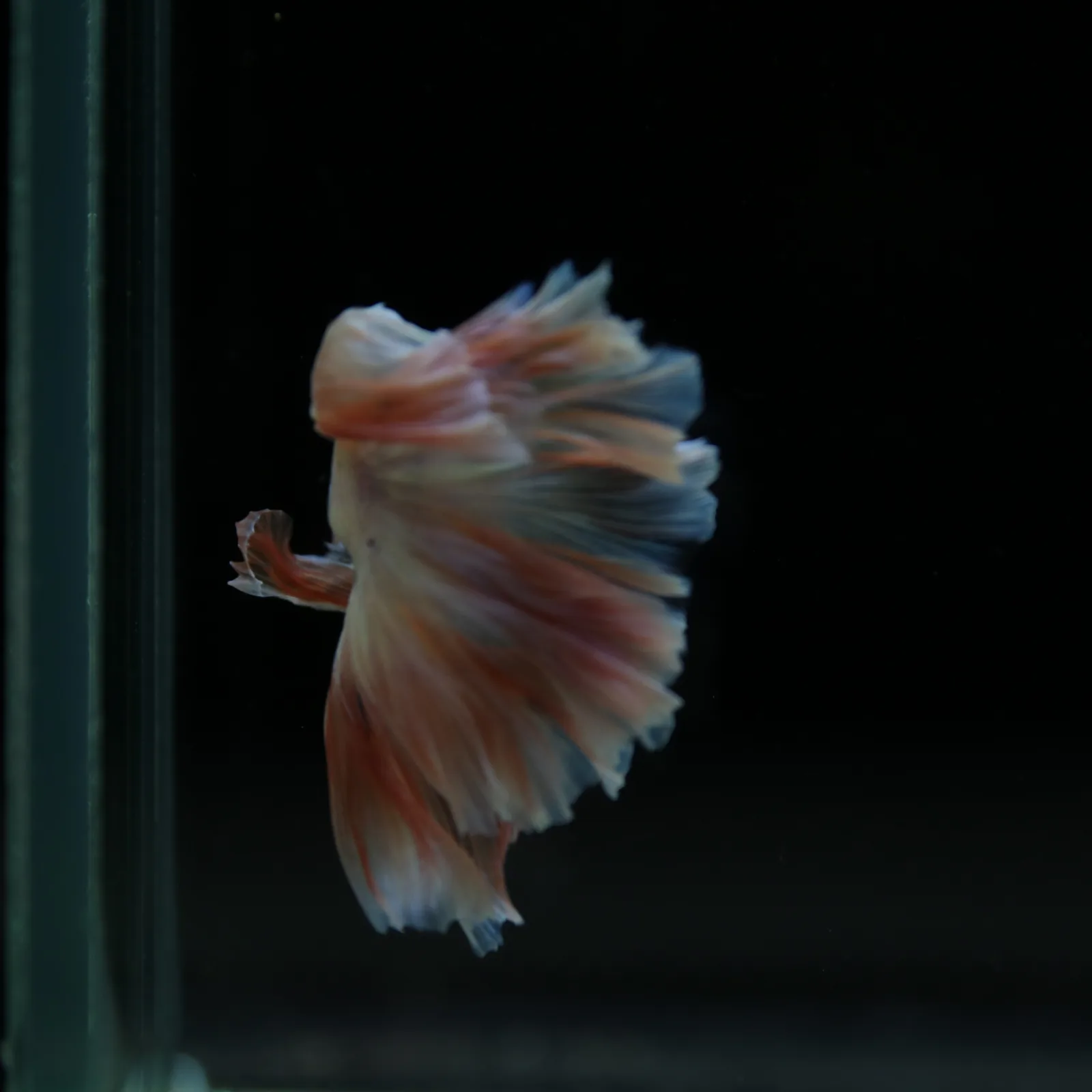 Betta Spendens Fancy Half Moon Light  Male HM-BL-04052026-001 media 12