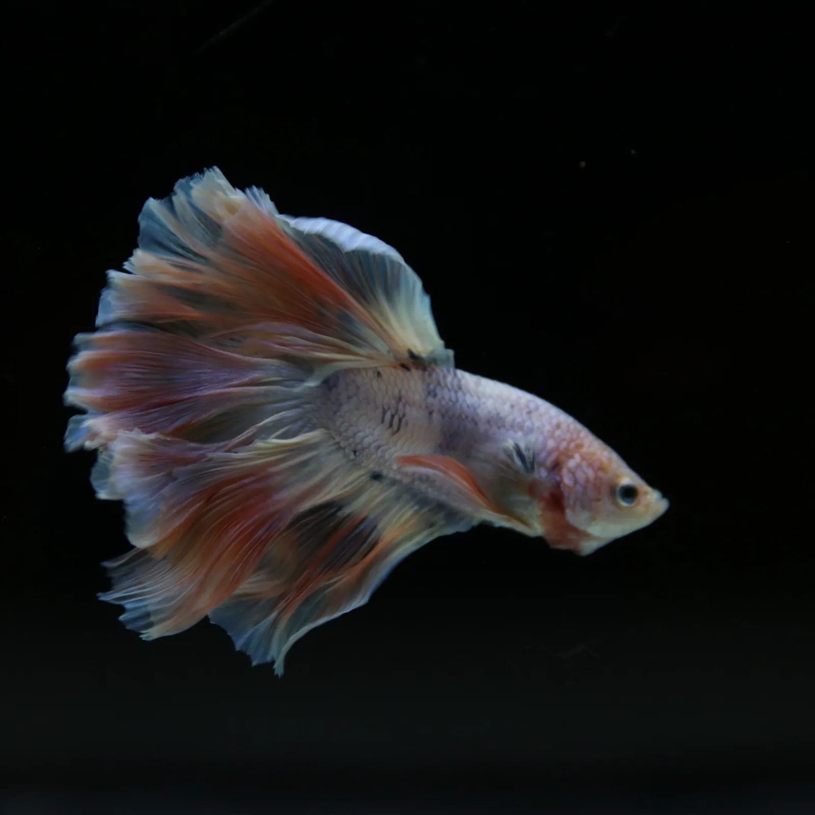 Betta Spendens Fancy Half Moon Light  Male HM-BL-04052026-001 media 13