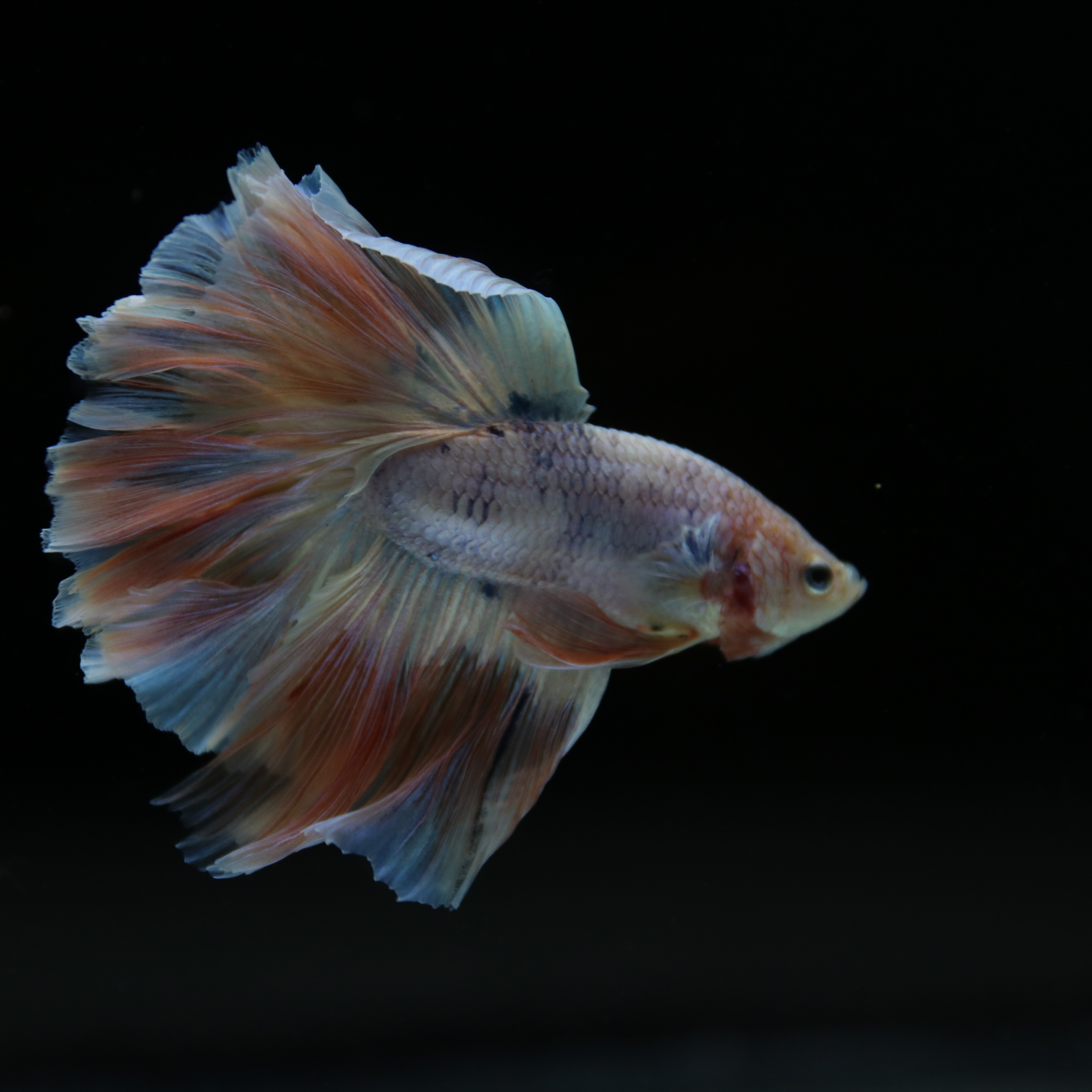 Betta Spendens Fancy Half Moon Light  Male HM-BL-04052026-001