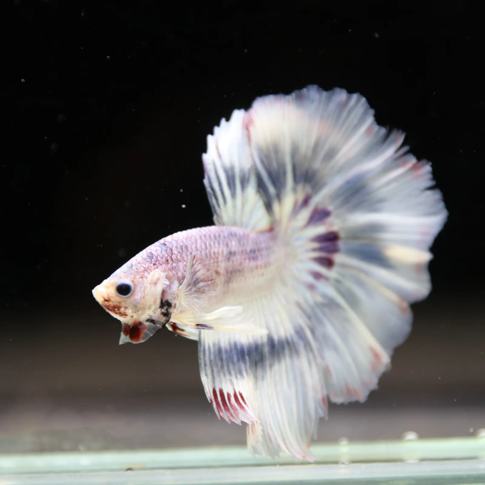 Betta Spendens Fancy Half Moon Light Marble Male HM-BL-04052026-002 media 2