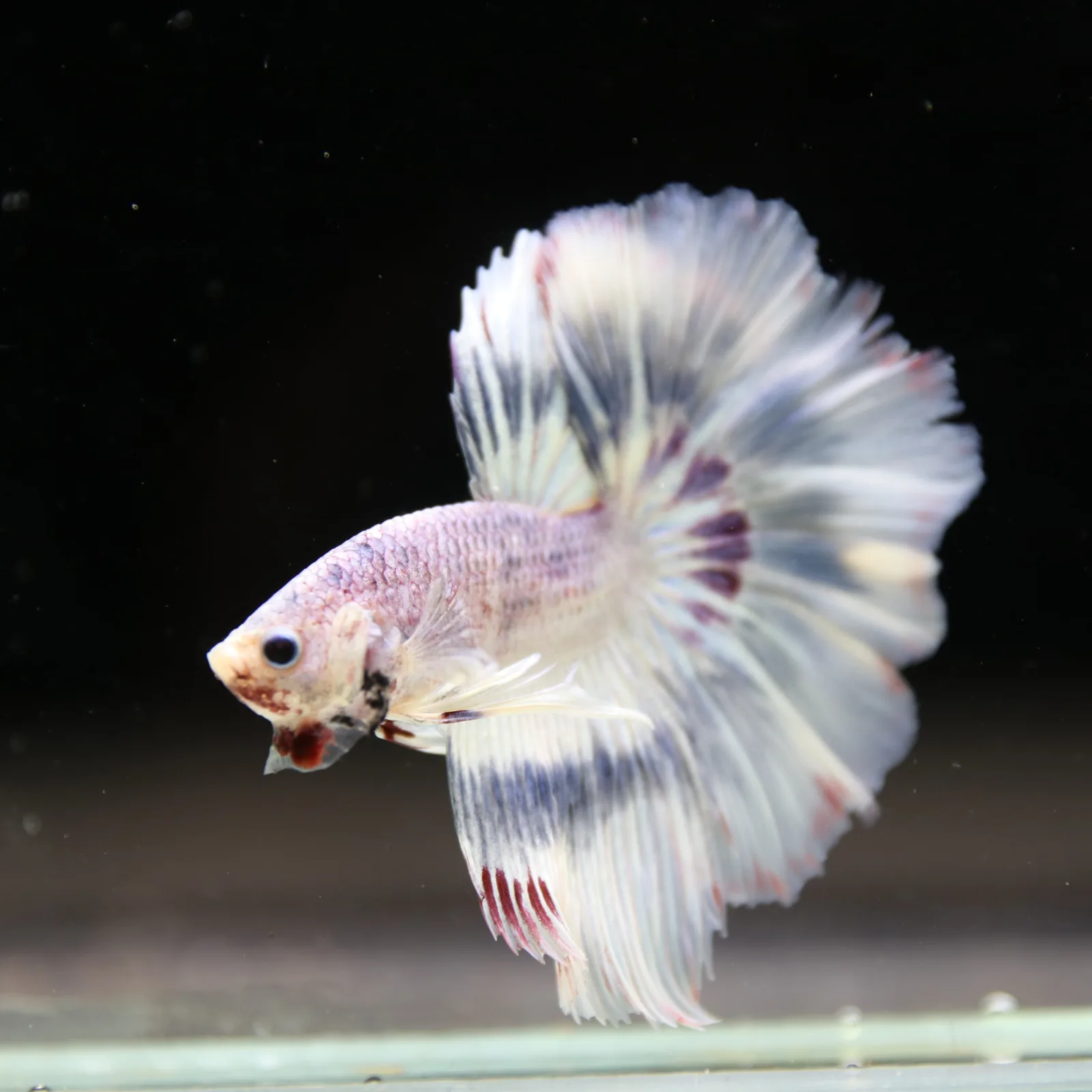 Betta Spendens Fancy Half Moon Light Marble Male HM-BL-04052026-002 media 3