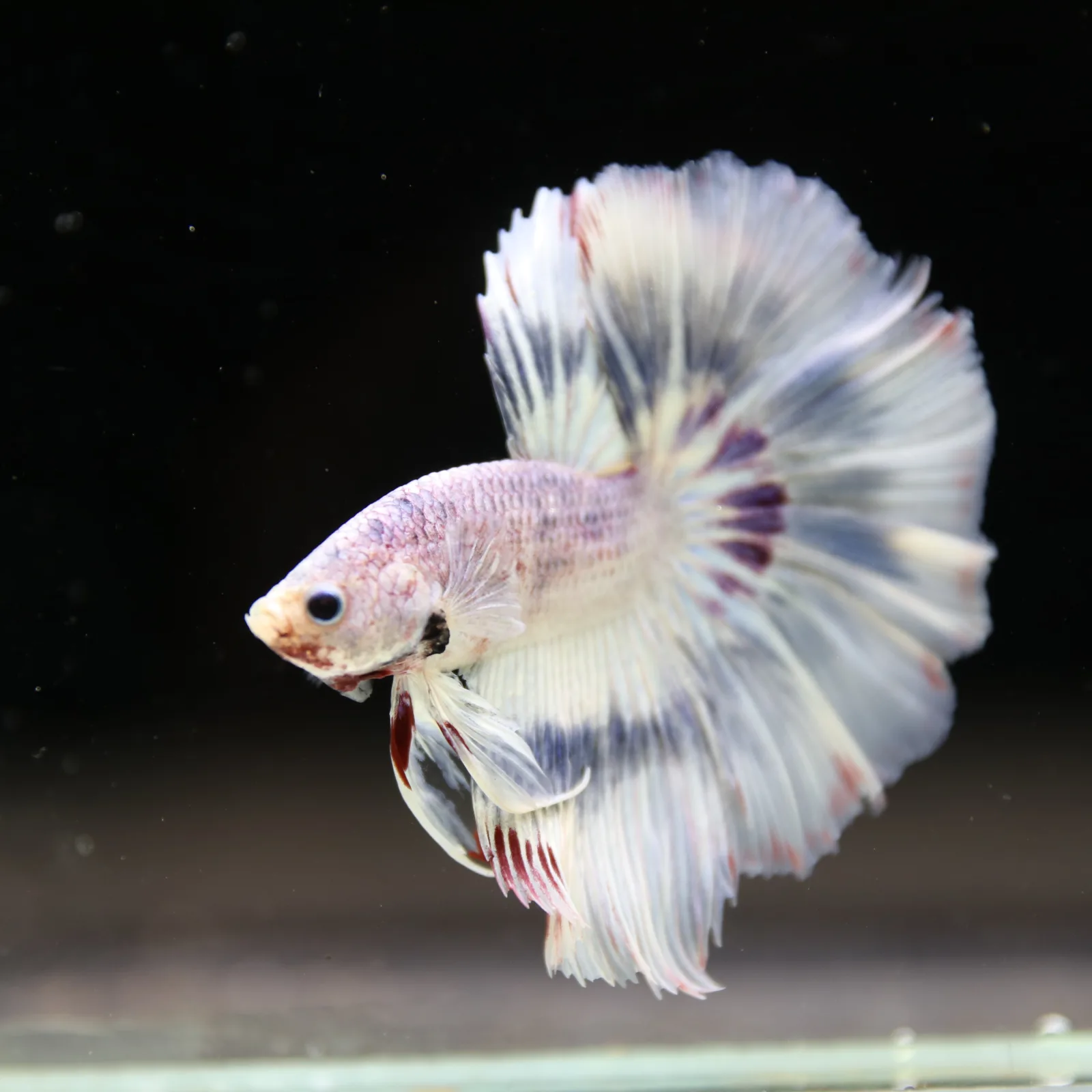Betta Spendens Fancy Half Moon Light Marble Male HM-BL-04052026-002 media 4