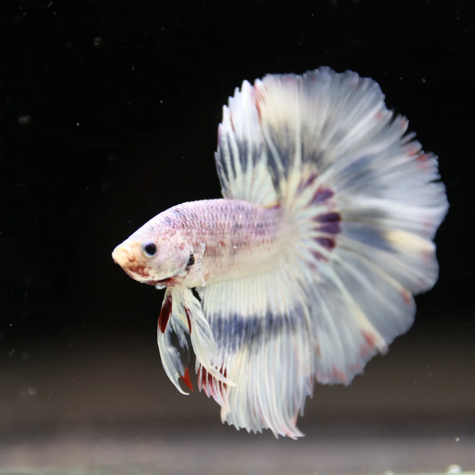 Betta Spendens Fancy Half Moon Light Marble Male HM-BL-04052026-002 media 5
