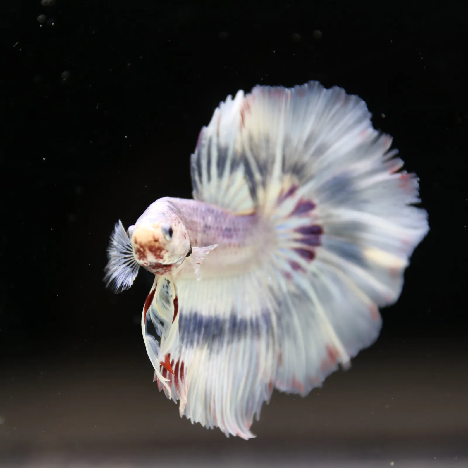 Betta Spendens Fancy Half Moon Light Marble Male HM-BL-04052026-002 media 6