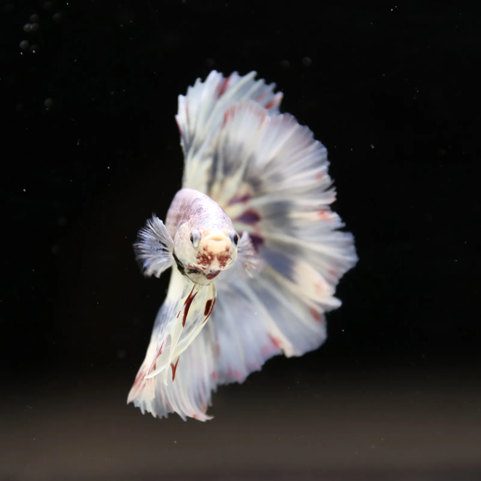 Betta Spendens Fancy Half Moon Light Marble Male HM-BL-04052026-002 media 7