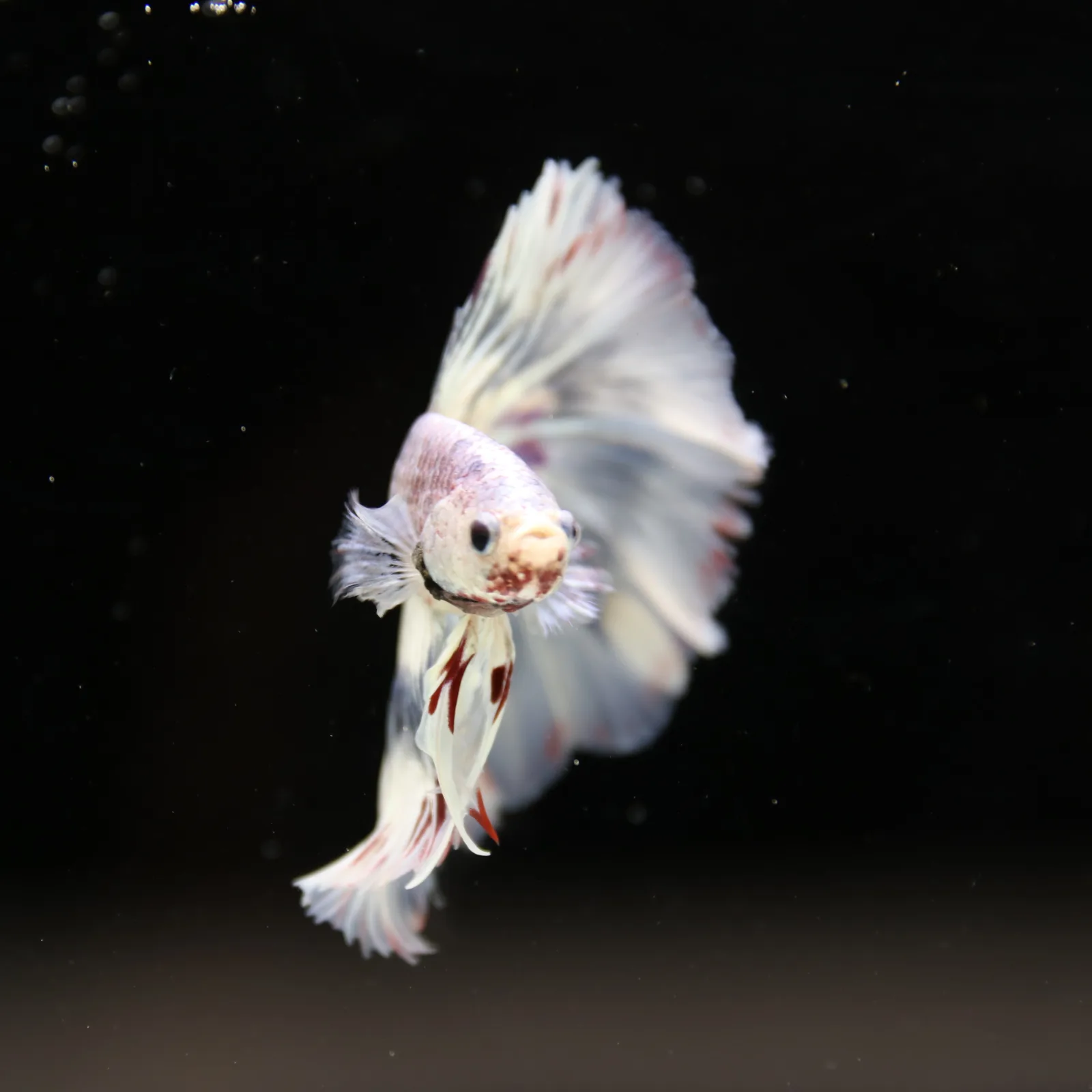 Betta Spendens Fancy Half Moon Light Marble Male HM-BL-04052026-002 media 8