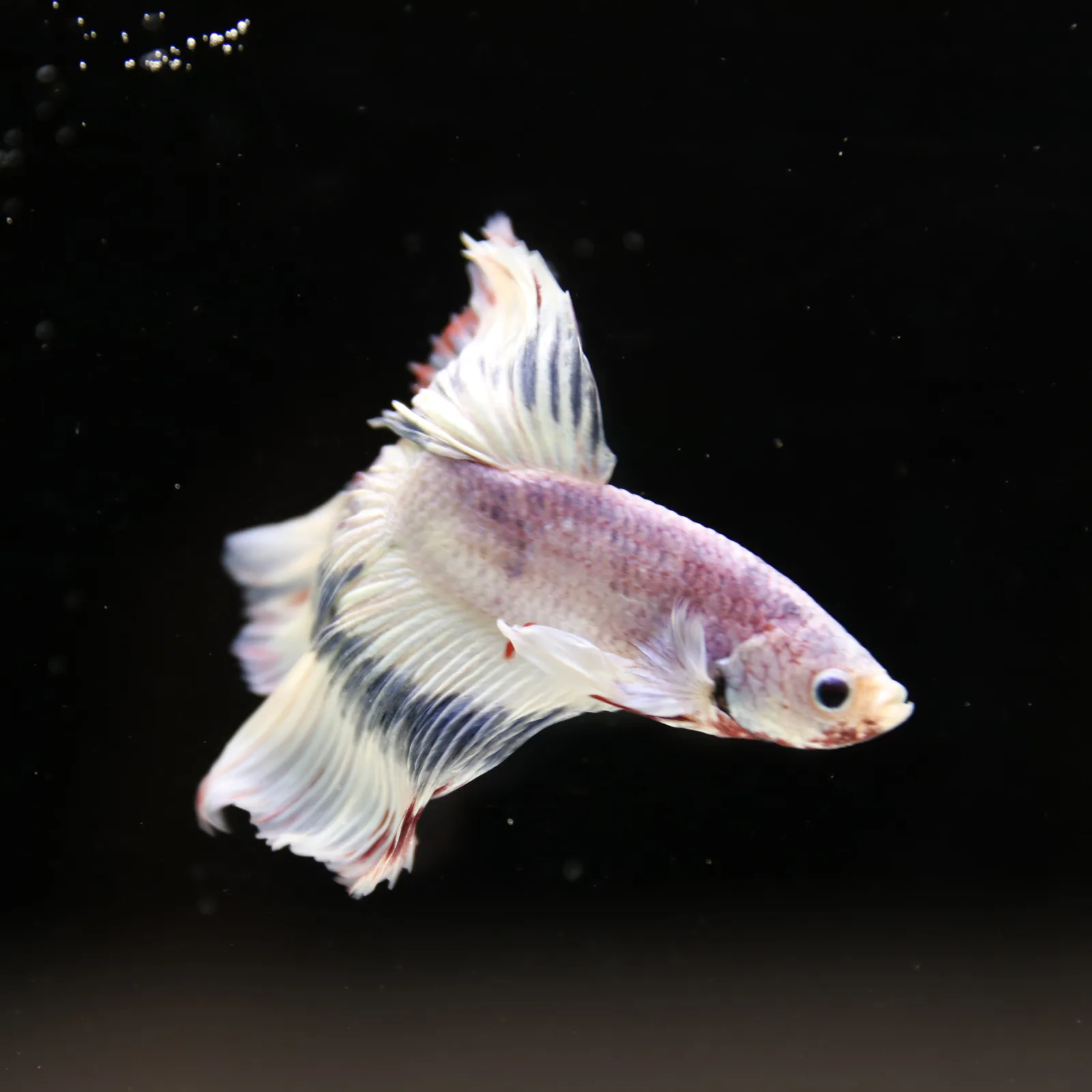 Betta Spendens Fancy Half Moon Light Marble Male HM-BL-04052026-002 media 9