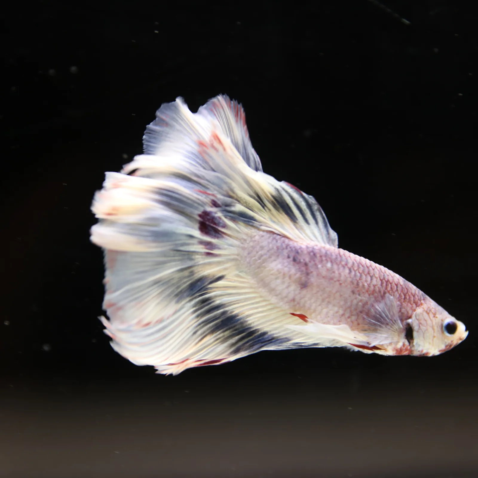 Betta Spendens Fancy Half Moon Light Marble Male HM-BL-04052026-002 media 10