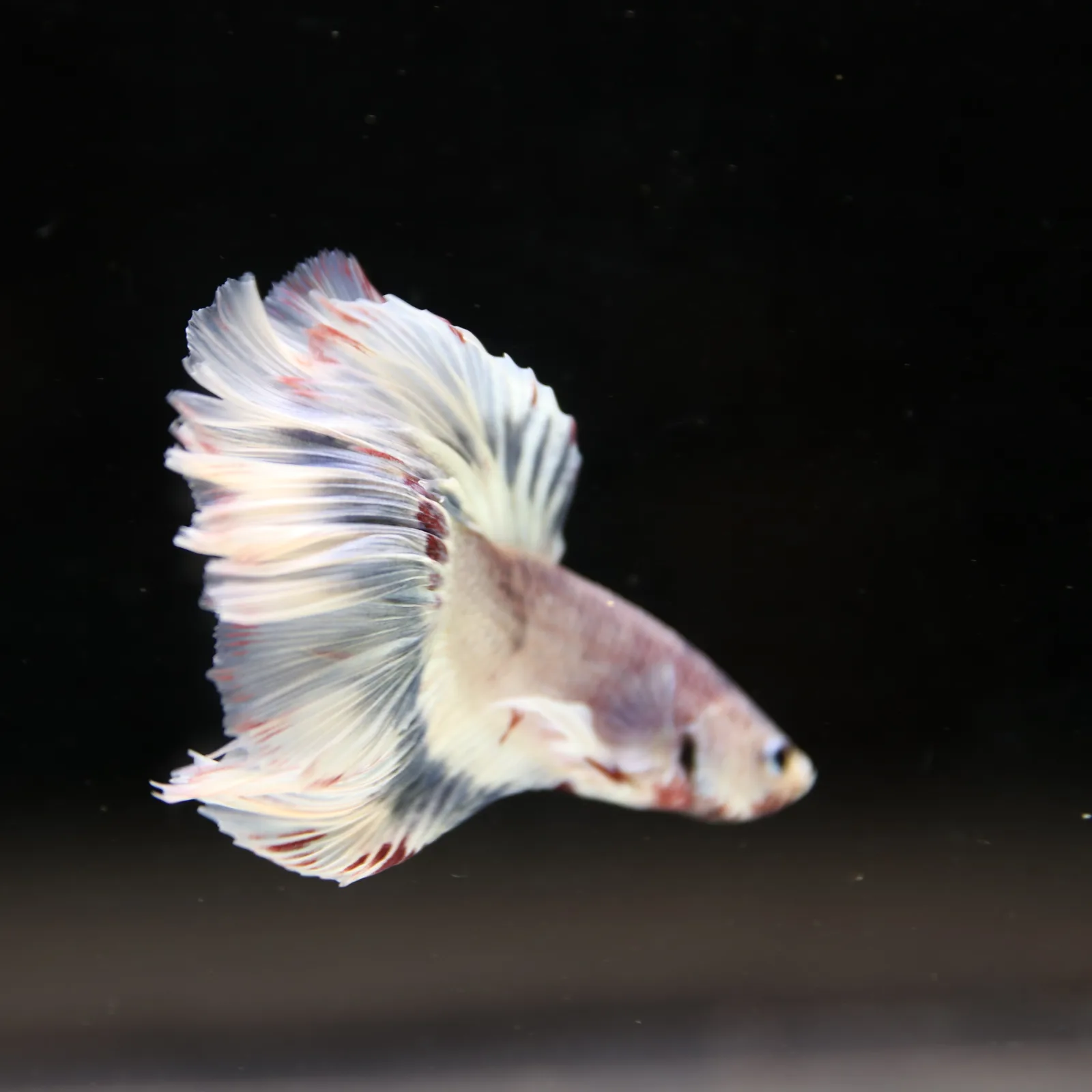 Betta Spendens Fancy Half Moon Light Marble Male HM-BL-04052026-002 media 11