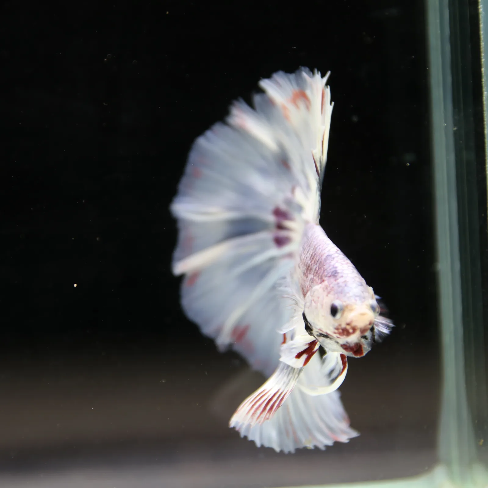 Betta Spendens Fancy Half Moon Light Marble Male HM-BL-04052026-002 media 13