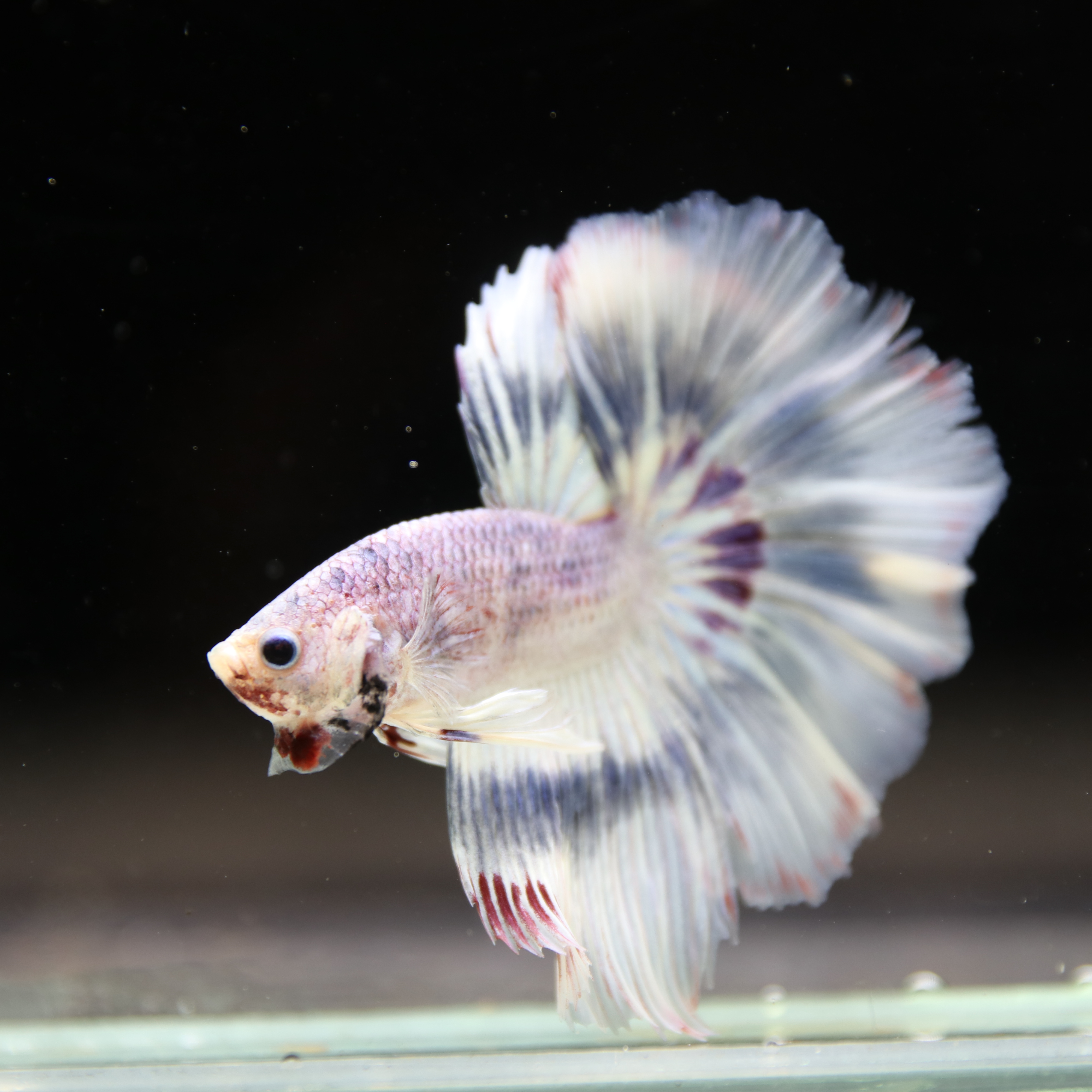 Betta Spendens Fancy Half Moon Light Marble Male HM-BL-04052026-002