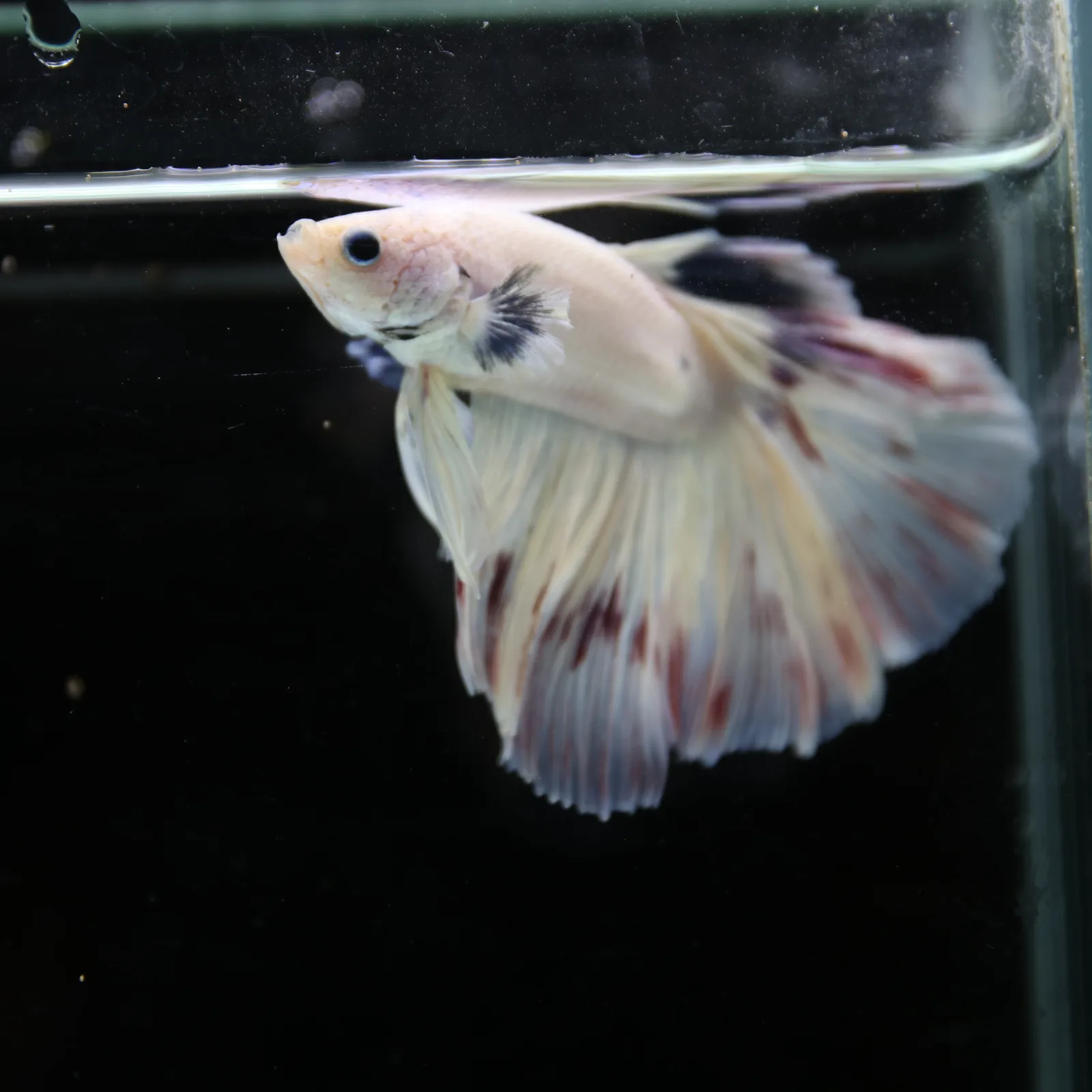 Betta Spendens Fancy Half Moon Light Marble Male HM-BL-04052026-003 media 2