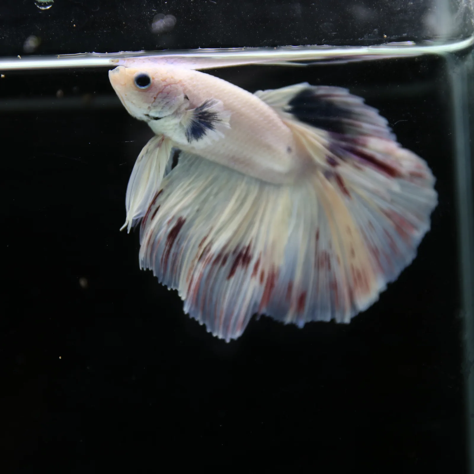 Betta Spendens Fancy Half Moon Light Marble Male HM-BL-04052026-003 media 3