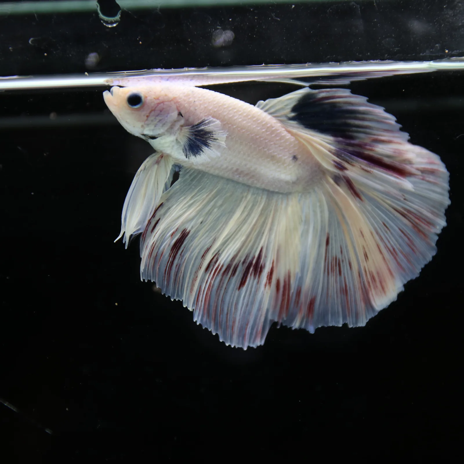 Betta Spendens Fancy Half Moon Light Marble Male HM-BL-04052026-003 media 5