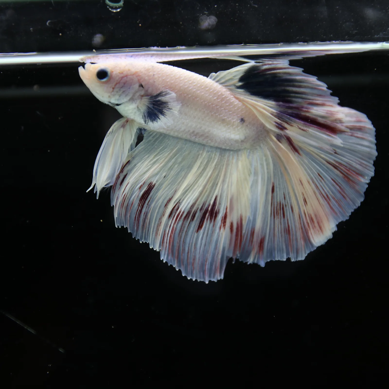 Betta Spendens Fancy Half Moon Light Marble Male HM-BL-04052026-003 media 6