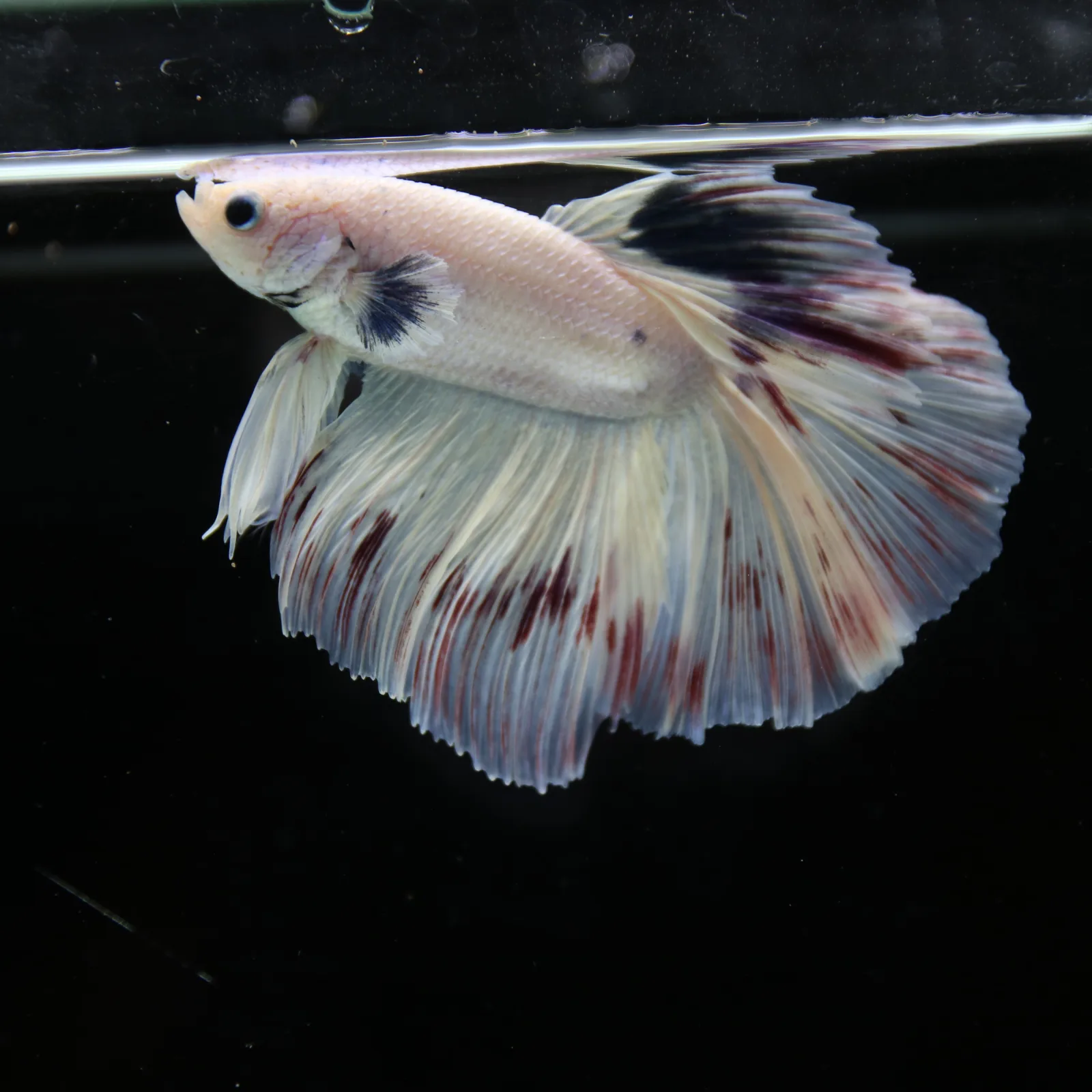 Betta Spendens Fancy Half Moon Light Marble Male HM-BL-04052026-003 media 7