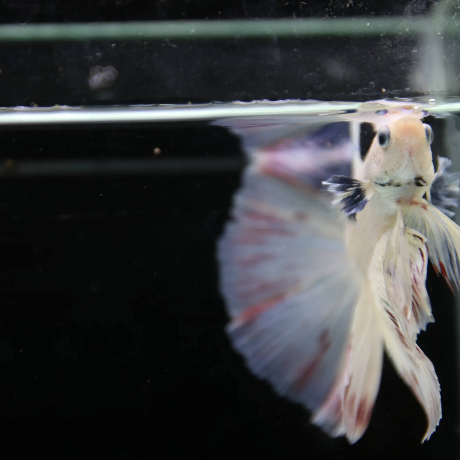Betta Spendens Fancy Half Moon Light Marble Male HM-BL-04052026-003 media 8