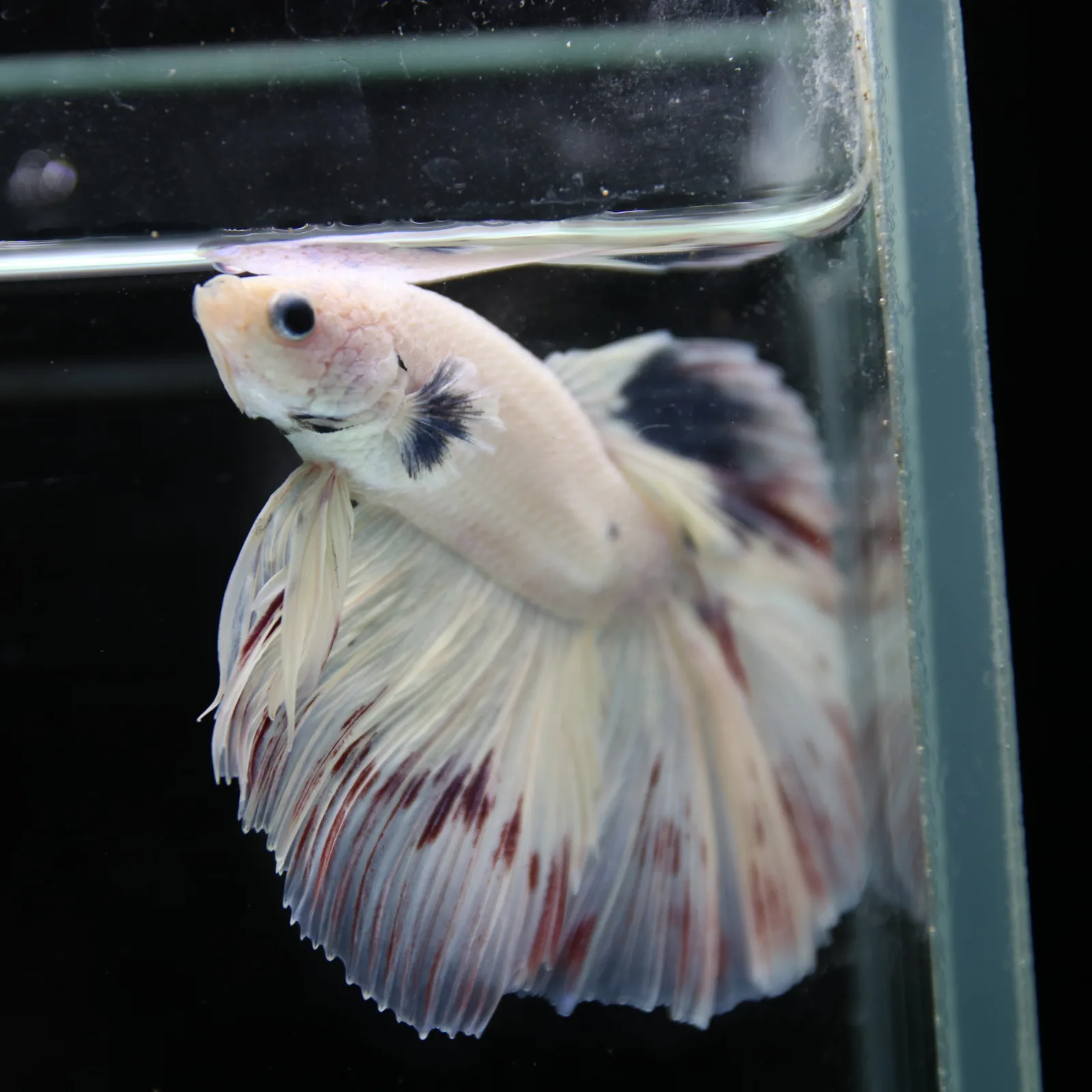 Betta Spendens Fancy Half Moon Light Marble Male HM-BL-04052026-003 media 9