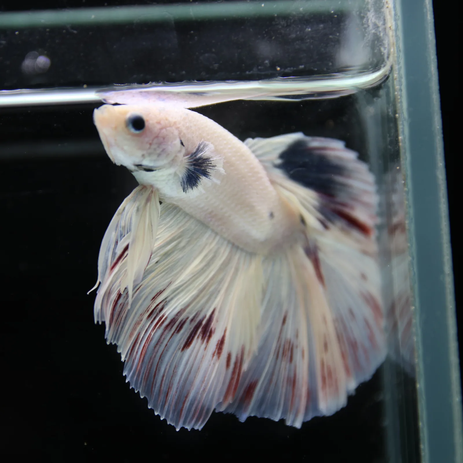 Betta Spendens Fancy Half Moon Light Marble Male HM-BL-04052026-003 media 10