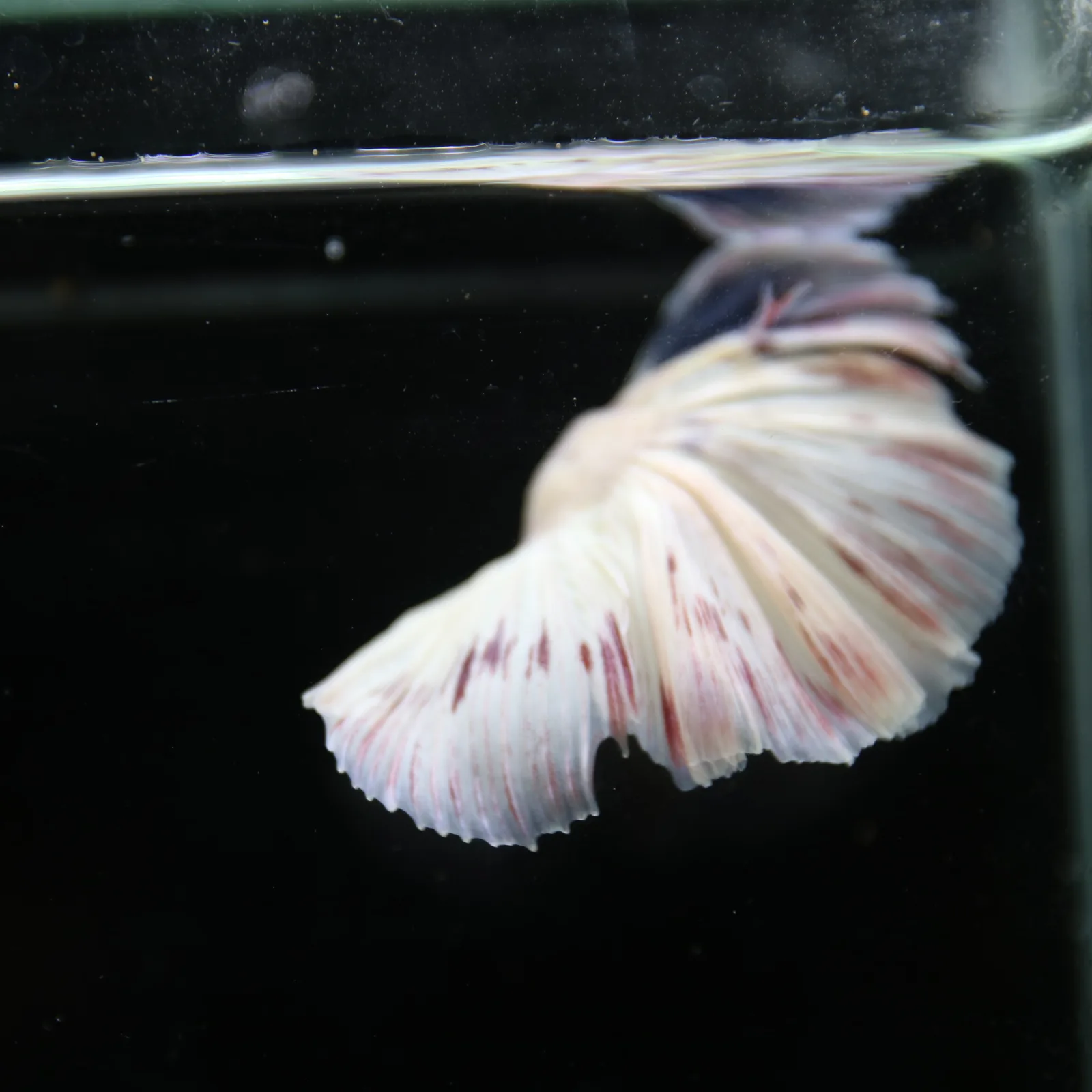 Betta Spendens Fancy Half Moon Light Marble Male HM-BL-04052026-003 media 12