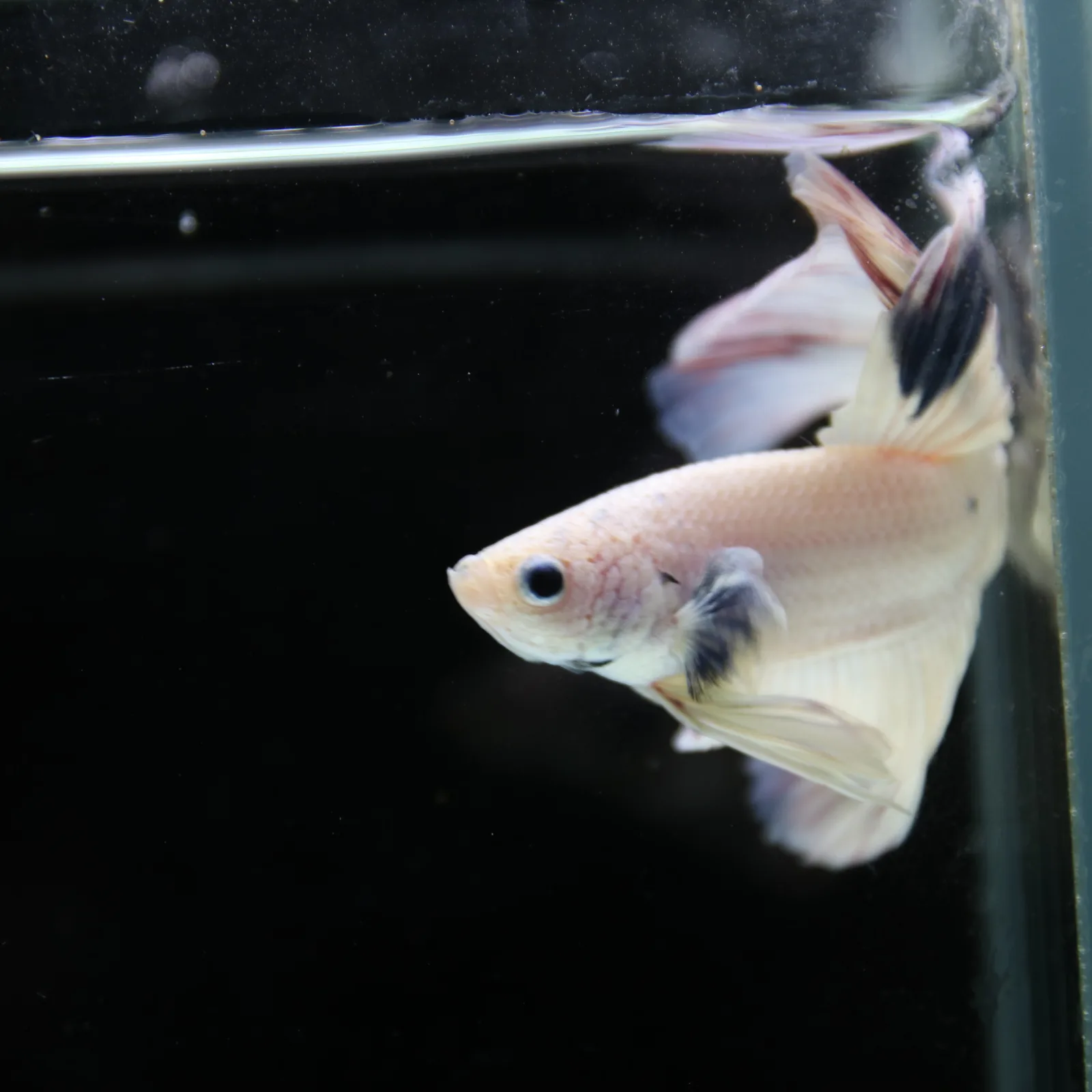 Betta Spendens Fancy Half Moon Light Marble Male HM-BL-04052026-003 media 13