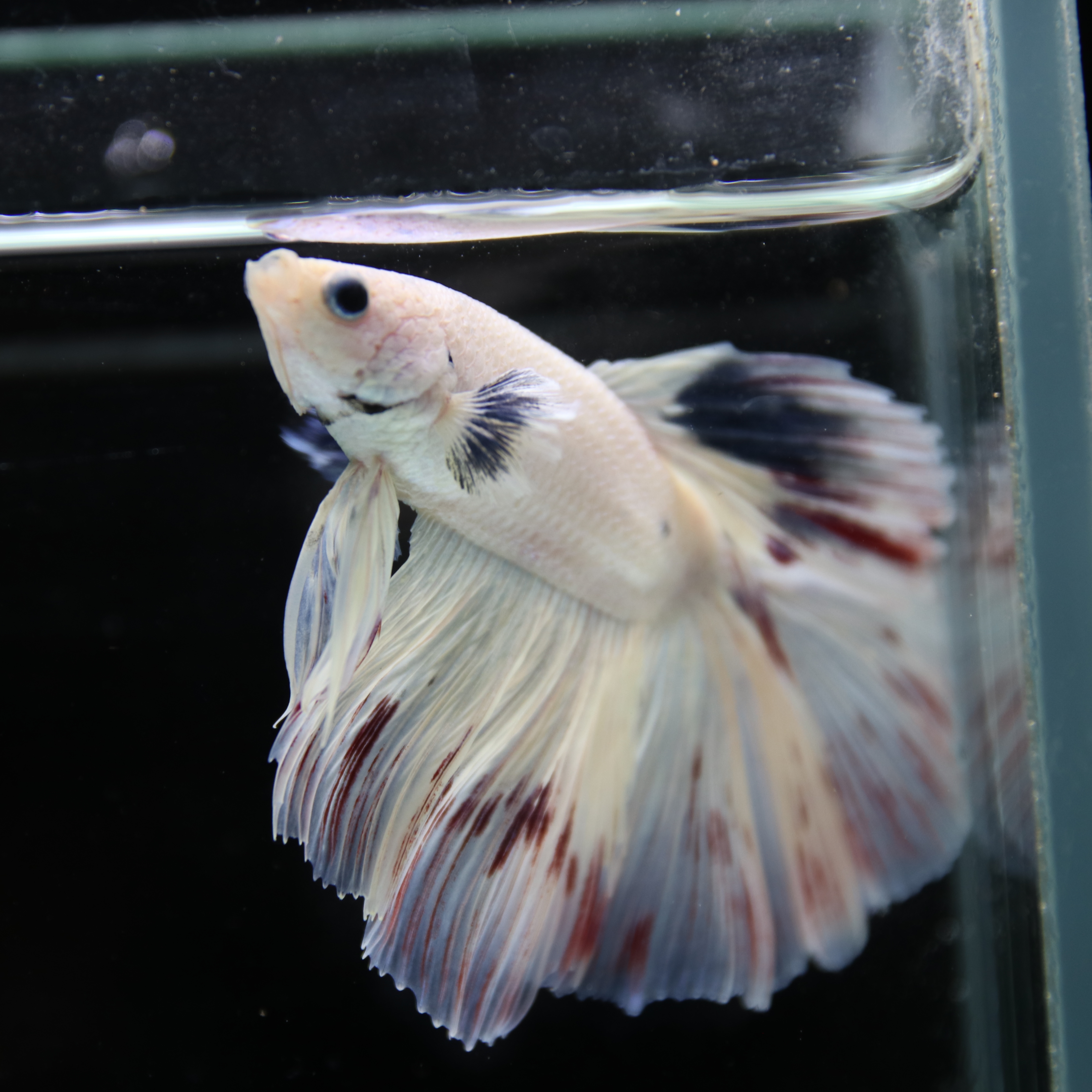 Betta Spendens Fancy Half Moon Light Marble Male HM-BL-04052026-003