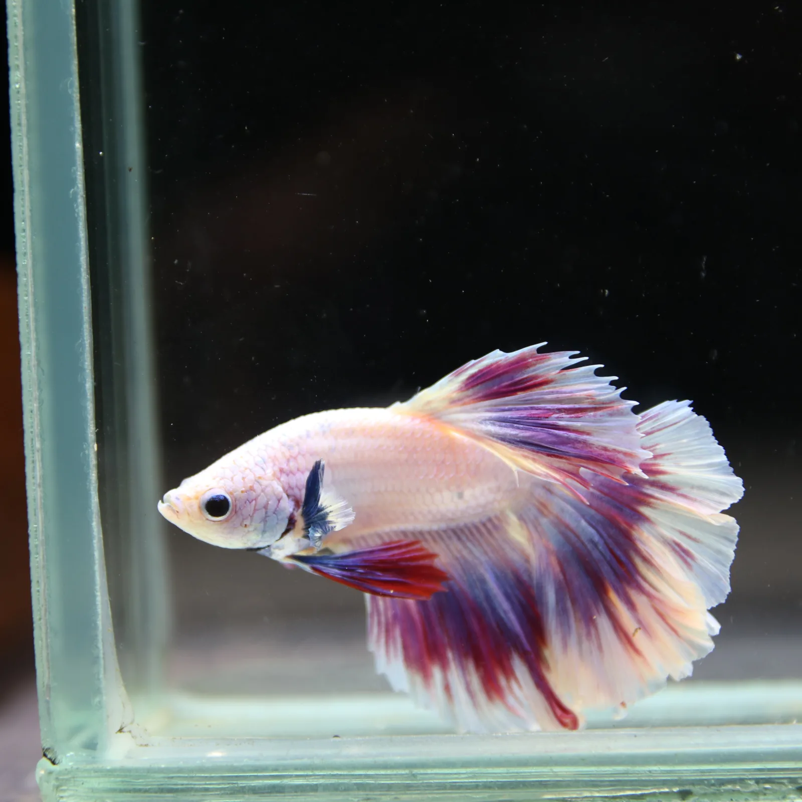 Betta Spendens Fancy Half Moon Light Marble Male HM-BL-04052026-004 media 2