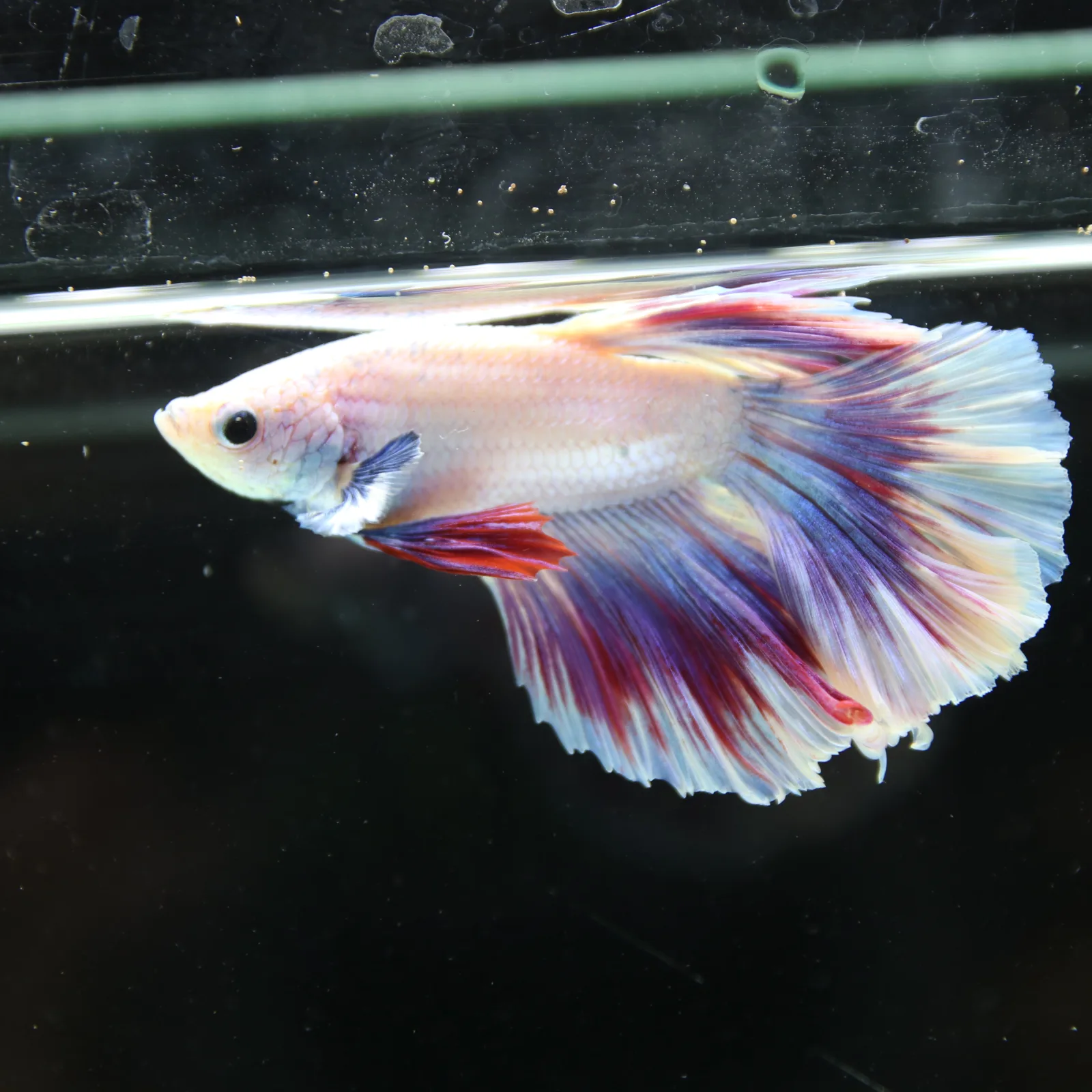 Betta Spendens Fancy Half Moon Light Marble Male HM-BL-04052026-004 media 3