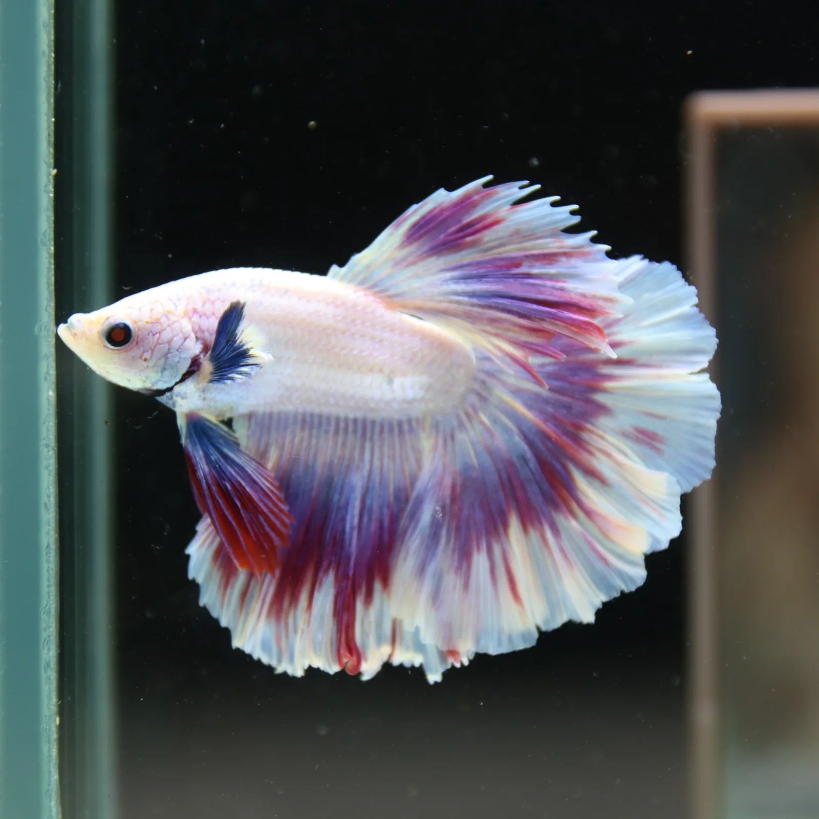 Betta Spendens Fancy Half Moon Light Marble Male HM-BL-04052026-004 media 4