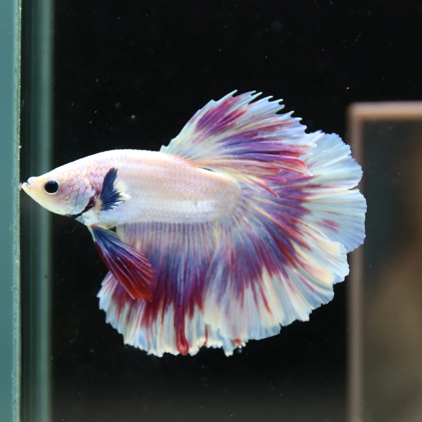 Betta Spendens Fancy Half Moon Light Marble Male HM-BL-04052026-004 media 5