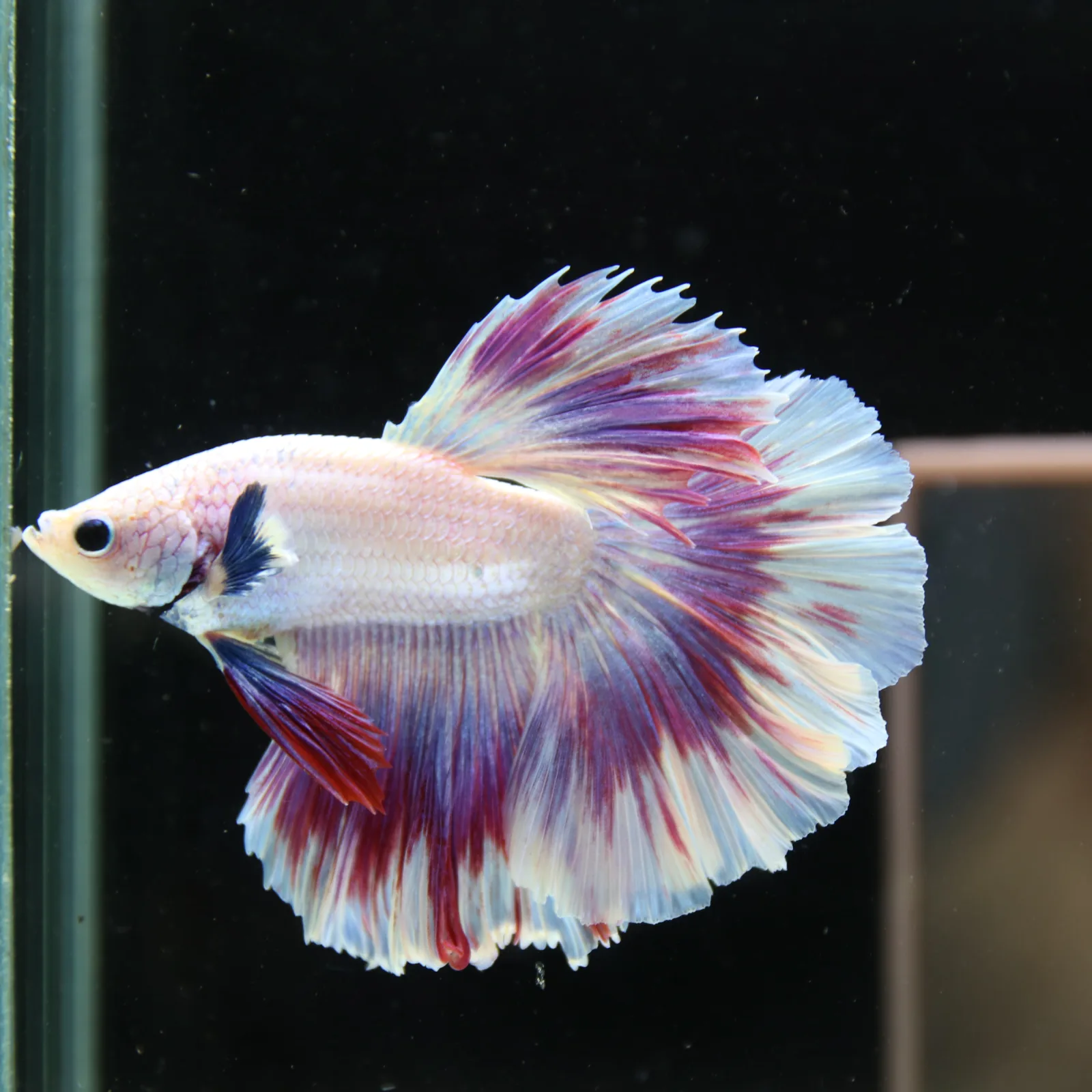 Betta Spendens Fancy Half Moon Light Marble Male HM-BL-04052026-004 media 6
