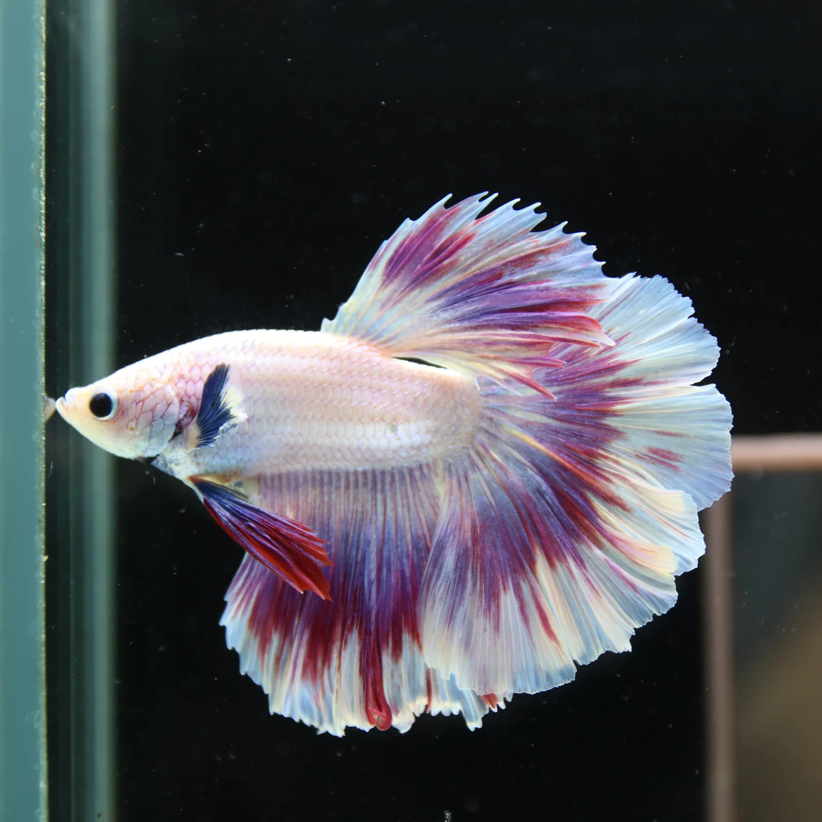 Betta Spendens Fancy Half Moon Light Marble Male HM-BL-04052026-004 media 7