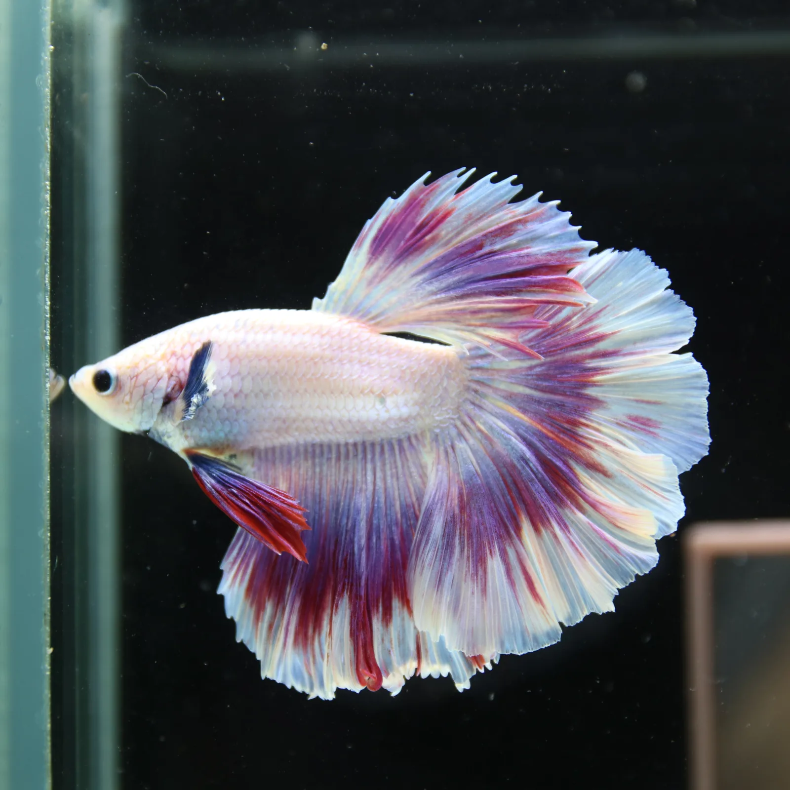 Betta Spendens Fancy Half Moon Light Marble Male HM-BL-04052026-004 media 8