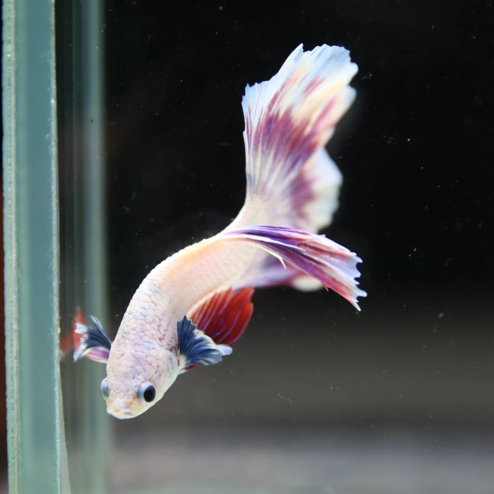 Betta Spendens Fancy Half Moon Light Marble Male HM-BL-04052026-004 media 9