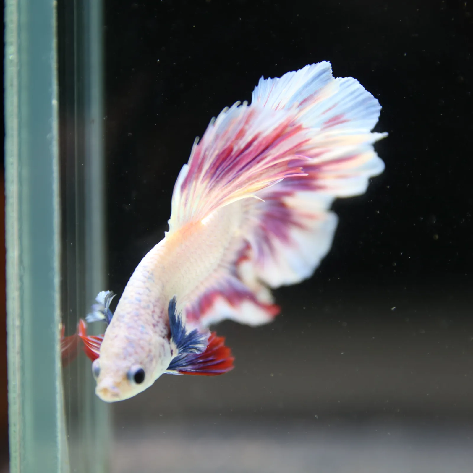 Betta Spendens Fancy Half Moon Light Marble Male HM-BL-04052026-004 media 10
