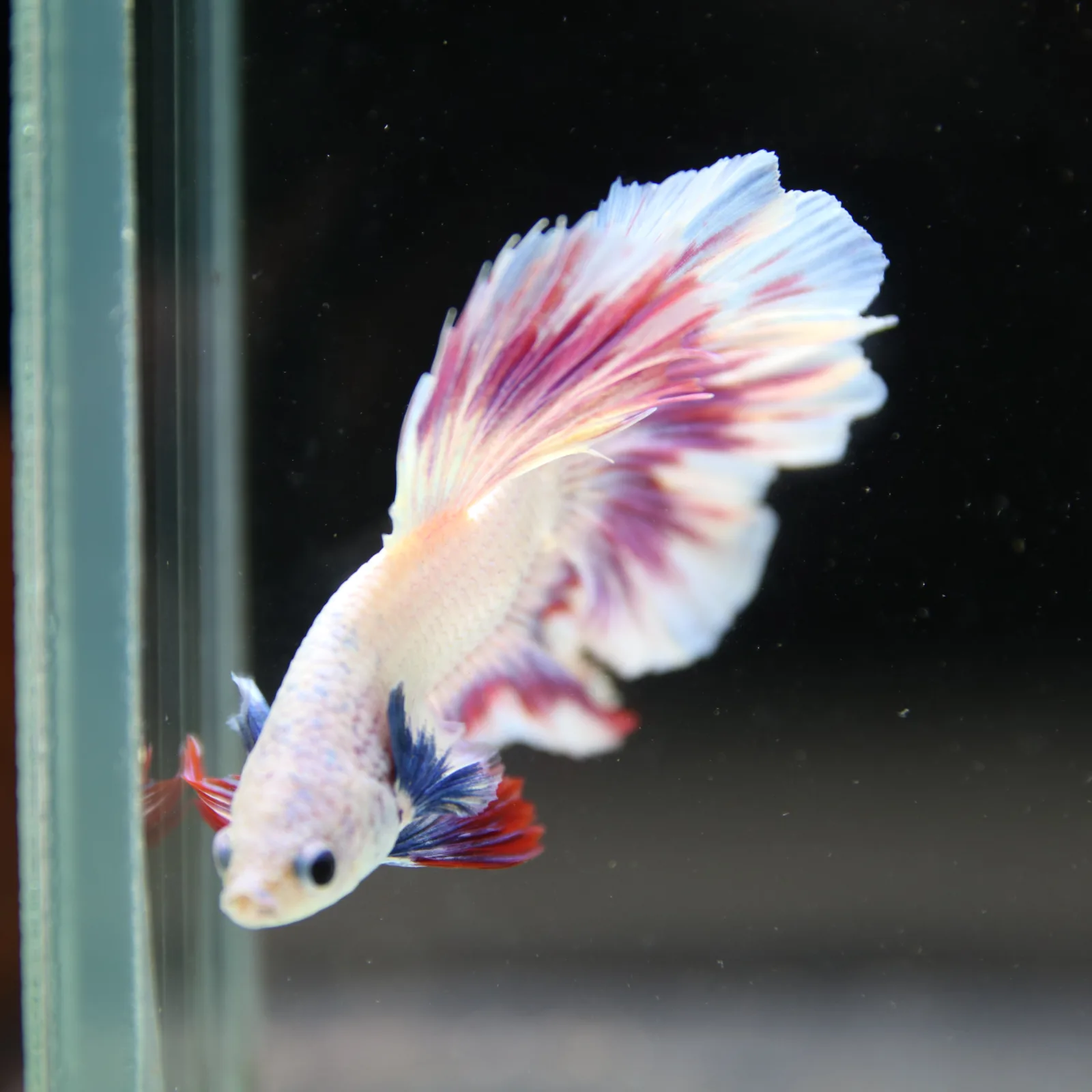 Betta Spendens Fancy Half Moon Light Marble Male HM-BL-04052026-004 media 11