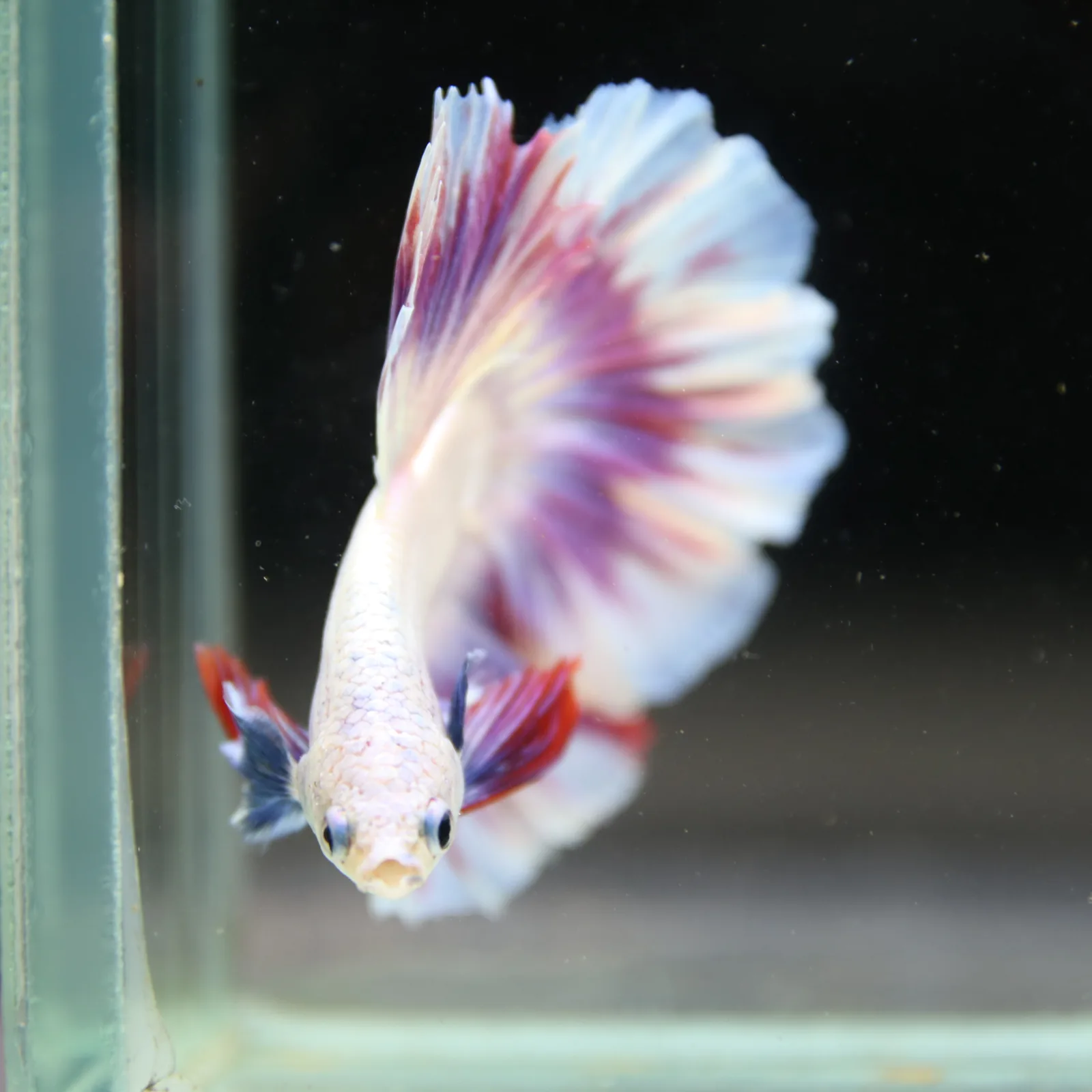 Betta Spendens Fancy Half Moon Light Marble Male HM-BL-04052026-004 media 12