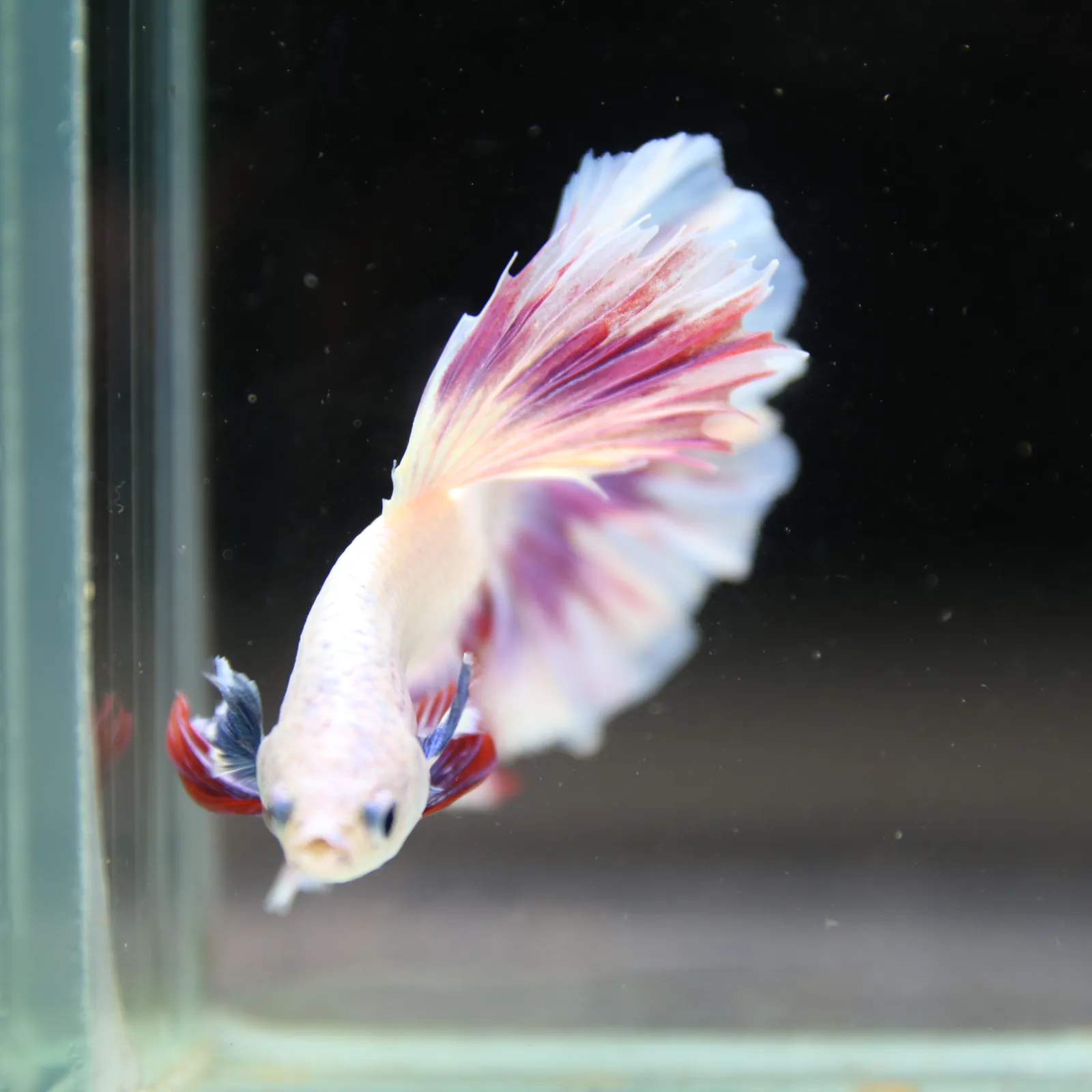 Betta Spendens Fancy Half Moon Light Marble Male HM-BL-04052026-004 media 13